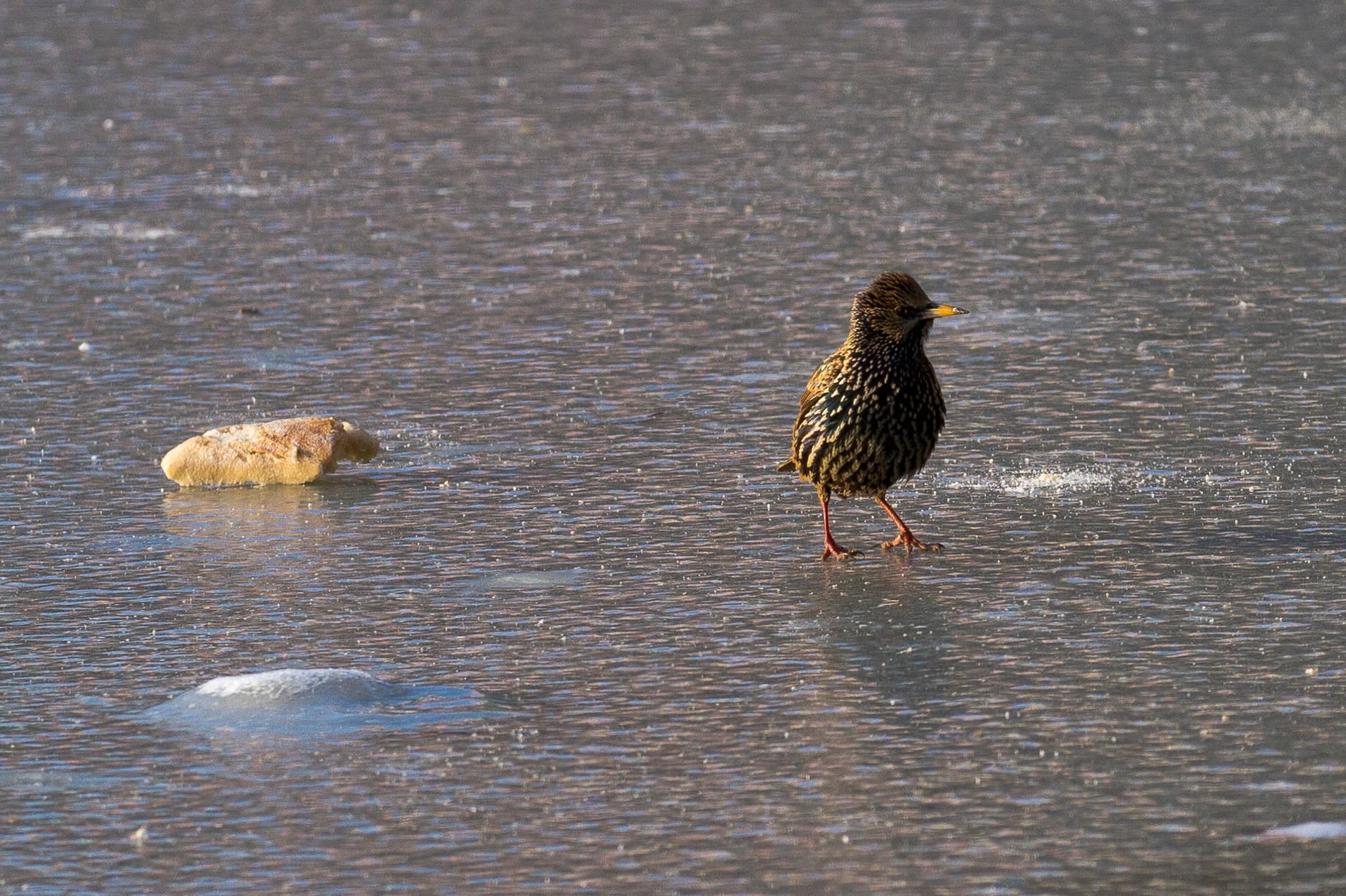 Spreeuw (Sturnus vulgaris) - Compans Cafarelli - Sturnus vulgaris - 2012-02-11 - 2