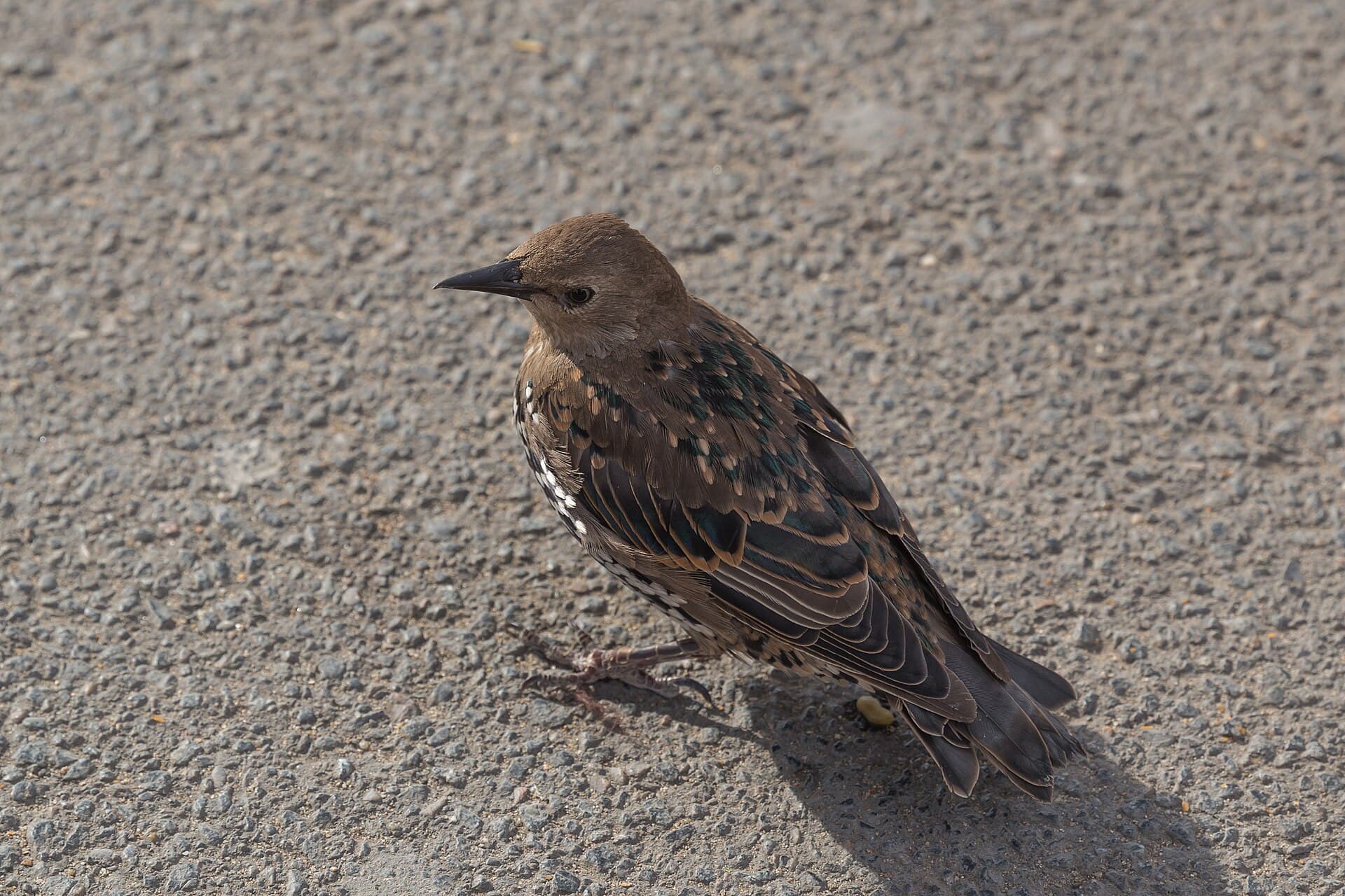 Spreeuw (Sturnus vulgaris) - Sturnus vulgaris (Common Starling) - 20150801 17h08 (10637)