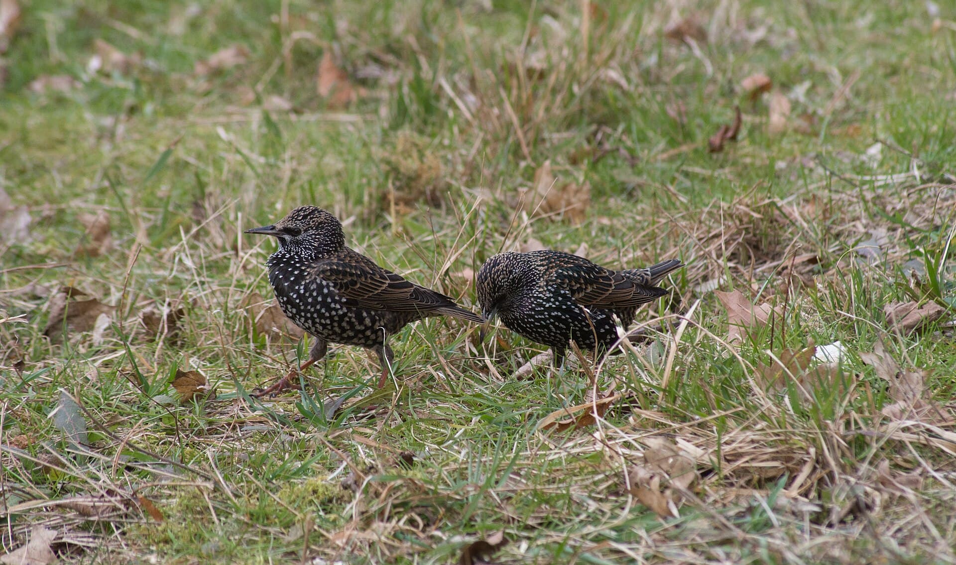 Spreeuw (Sturnus vulgaris) - Deux étourneaux en hiver