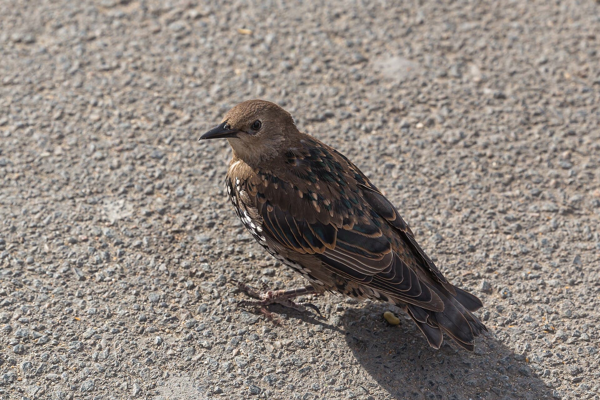 Spreeuw (Sturnus vulgaris) - Sturnus vulgaris (Common Starling) - 20150801 17h08 (10636)