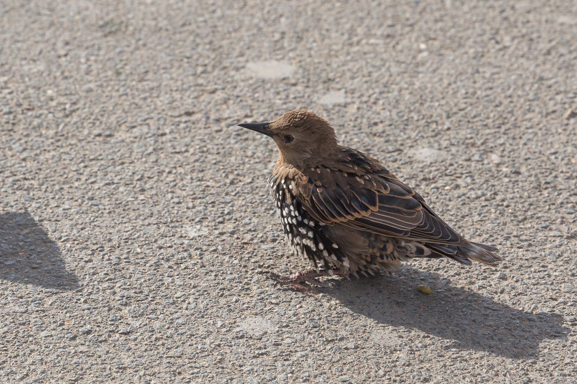 Spreeuw (Sturnus vulgaris) - Sturnus vulgaris (Common Starling) - 20150801 17h07 (10634)