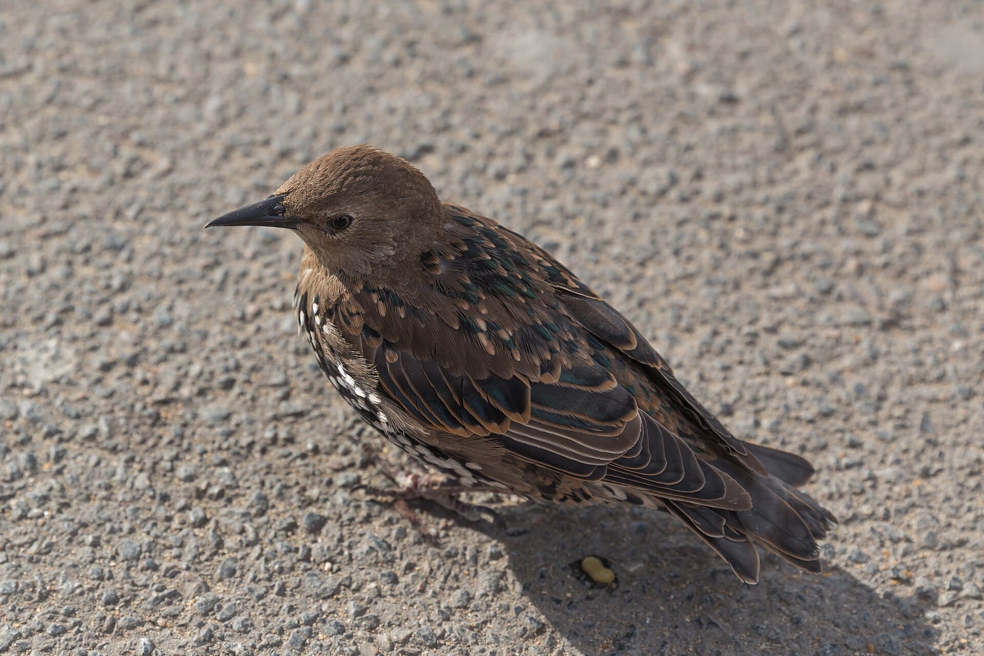 Spreeuw (Sturnus vulgaris) - Sturnus vulgaris (Common Starling) - 20150801 17h08 (10638)