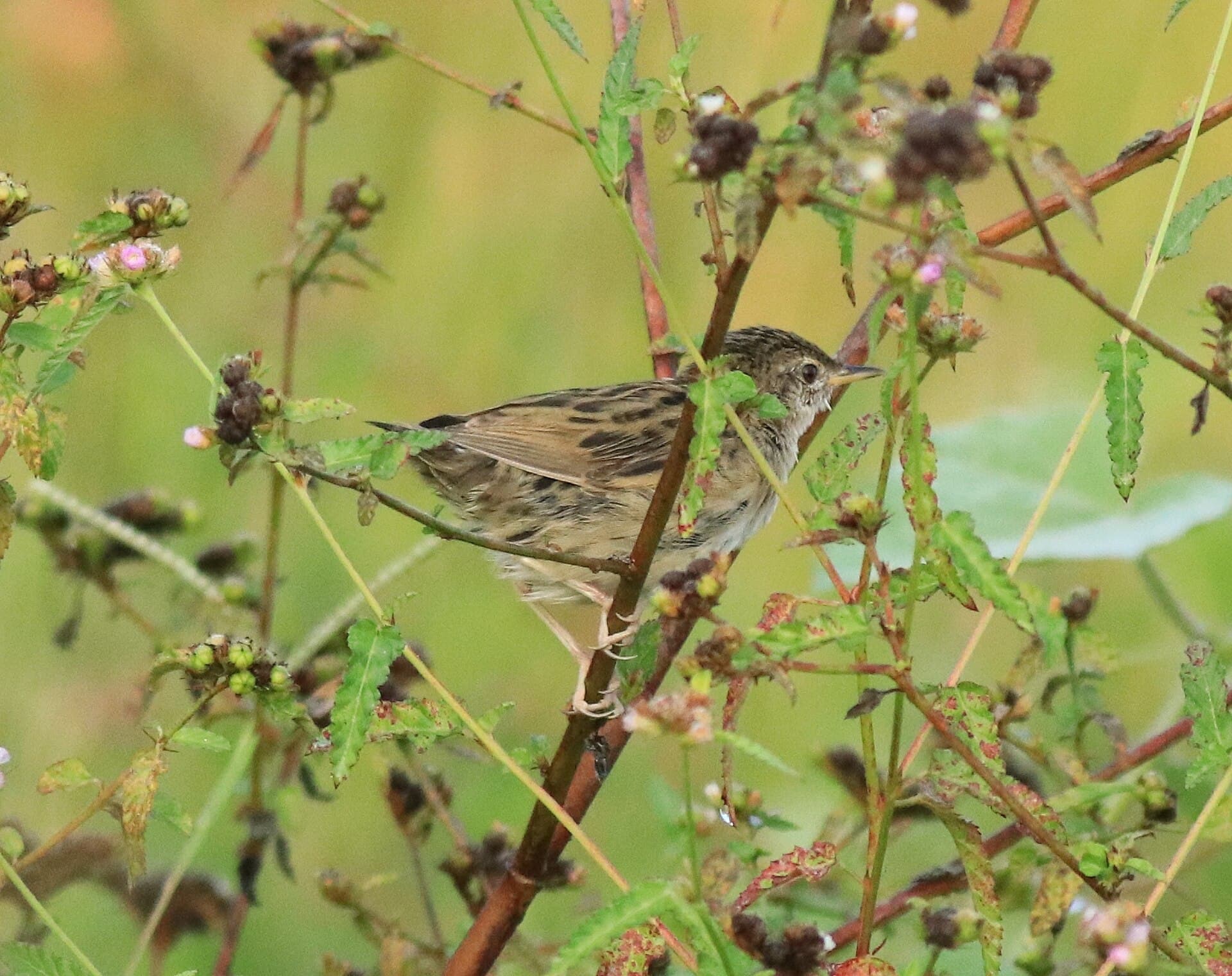 Sprinkhaanzanger (Locustella naevia) - Common grasshopper warblers 71