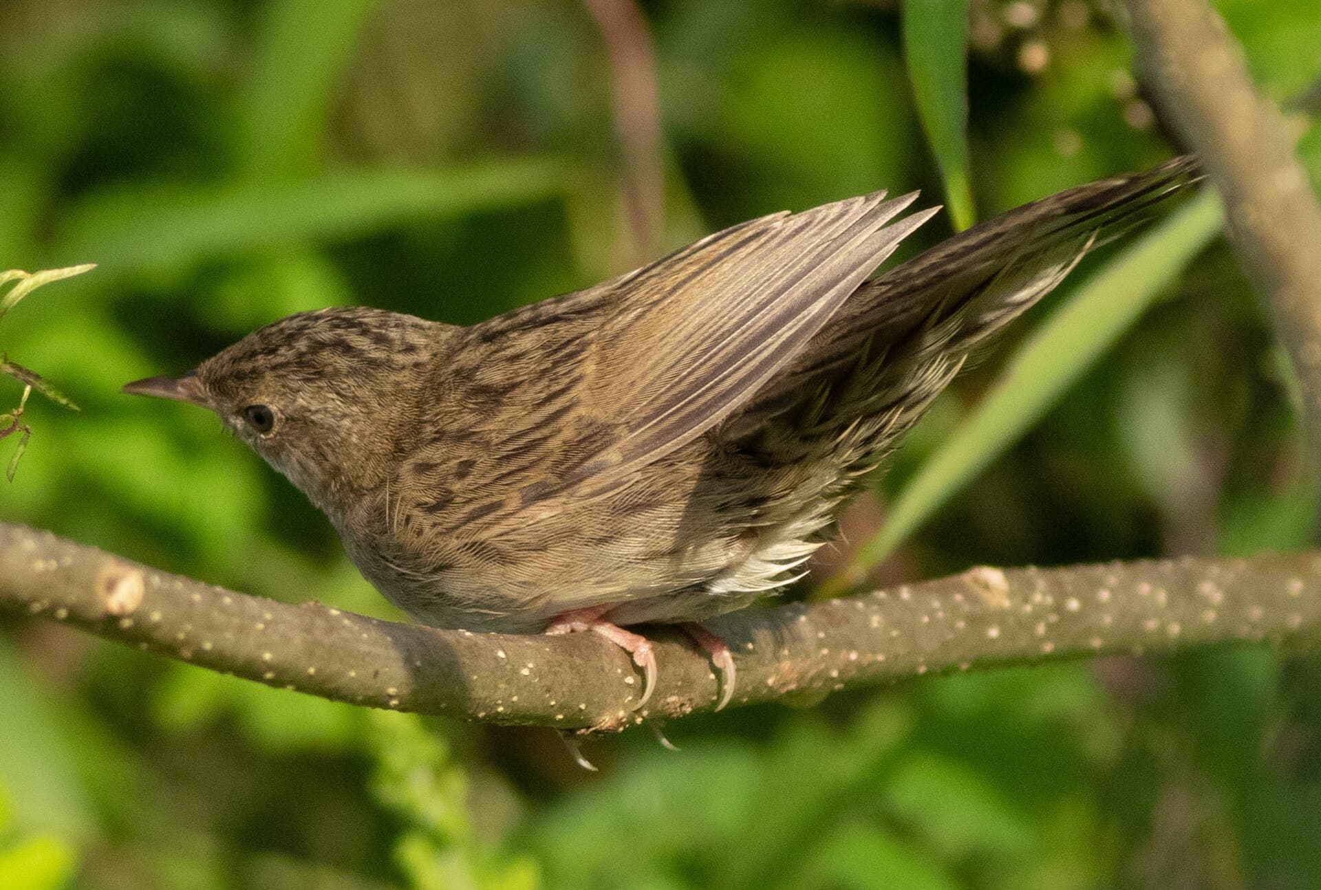 Sprinkhaanzanger (Locustella naevia) - Common grasshopper warblers 33