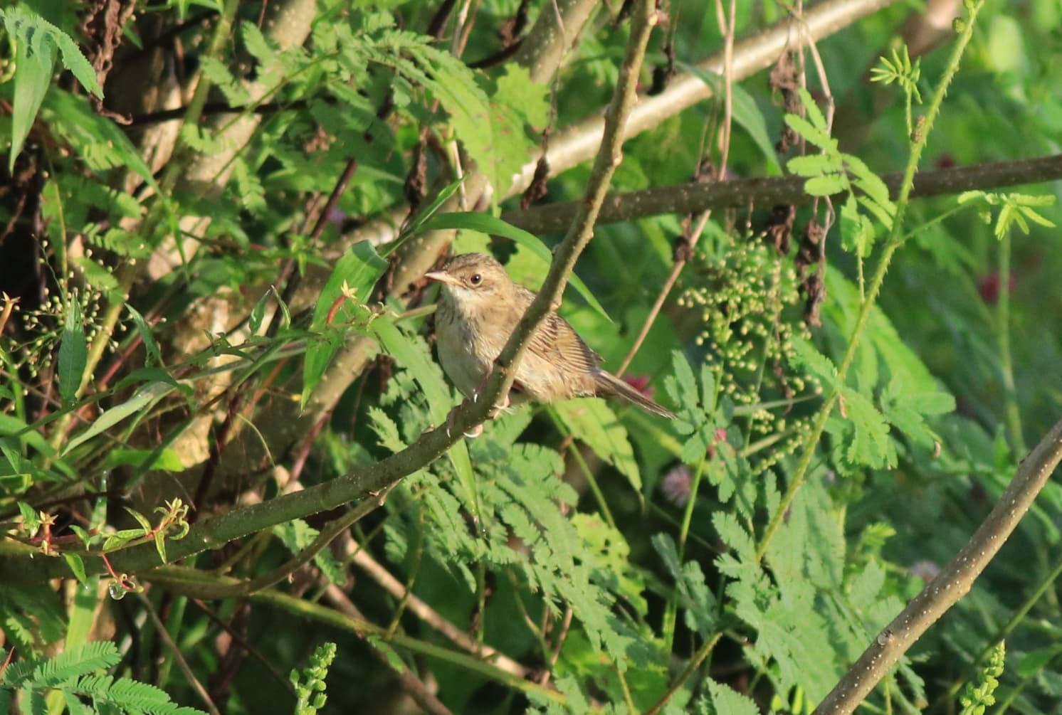 Sprinkhaanzanger (Locustella naevia) - Common grasshopper warblers 01