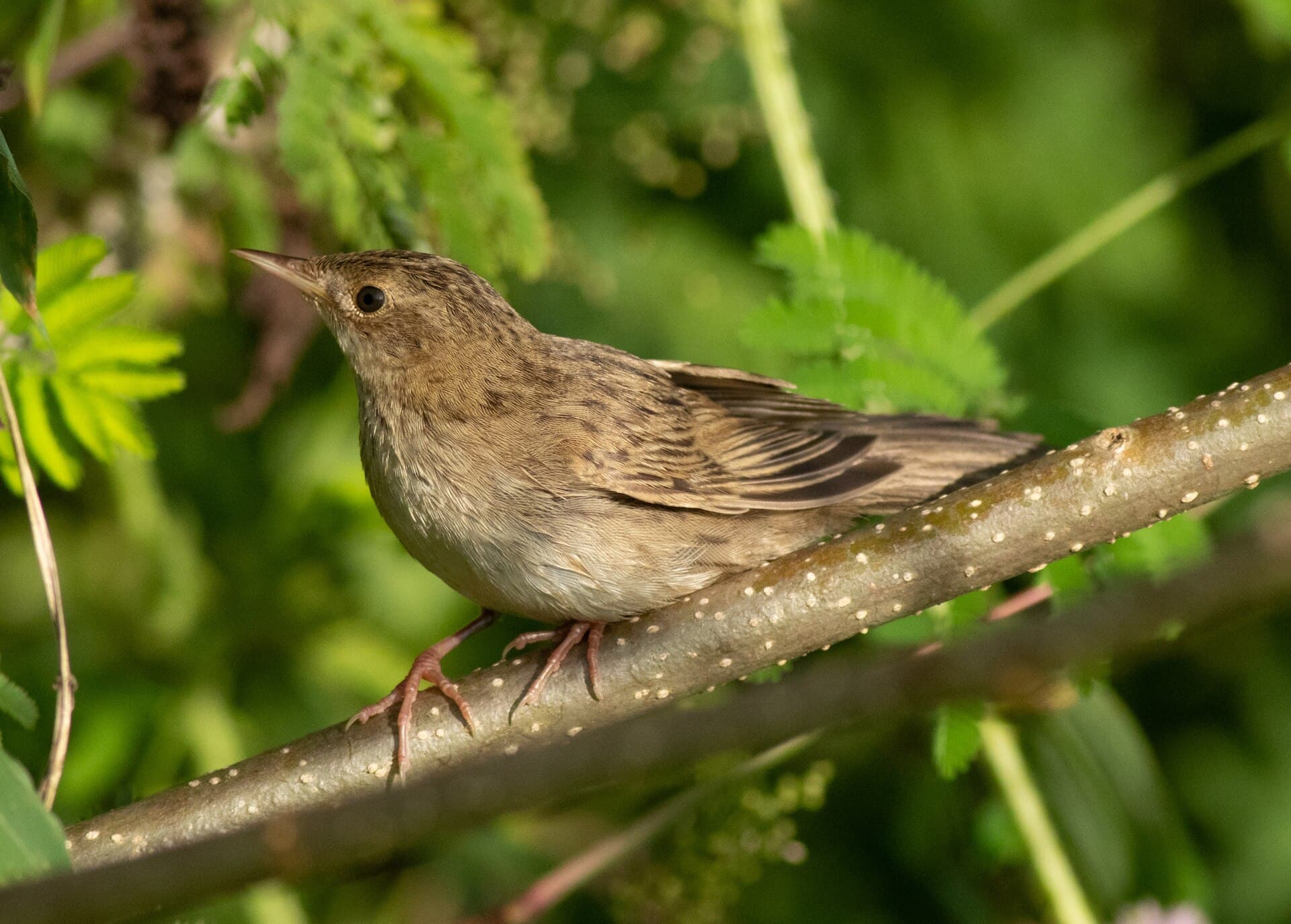Sprinkhaanzanger (Locustella naevia) - Common grasshopper warblers 24