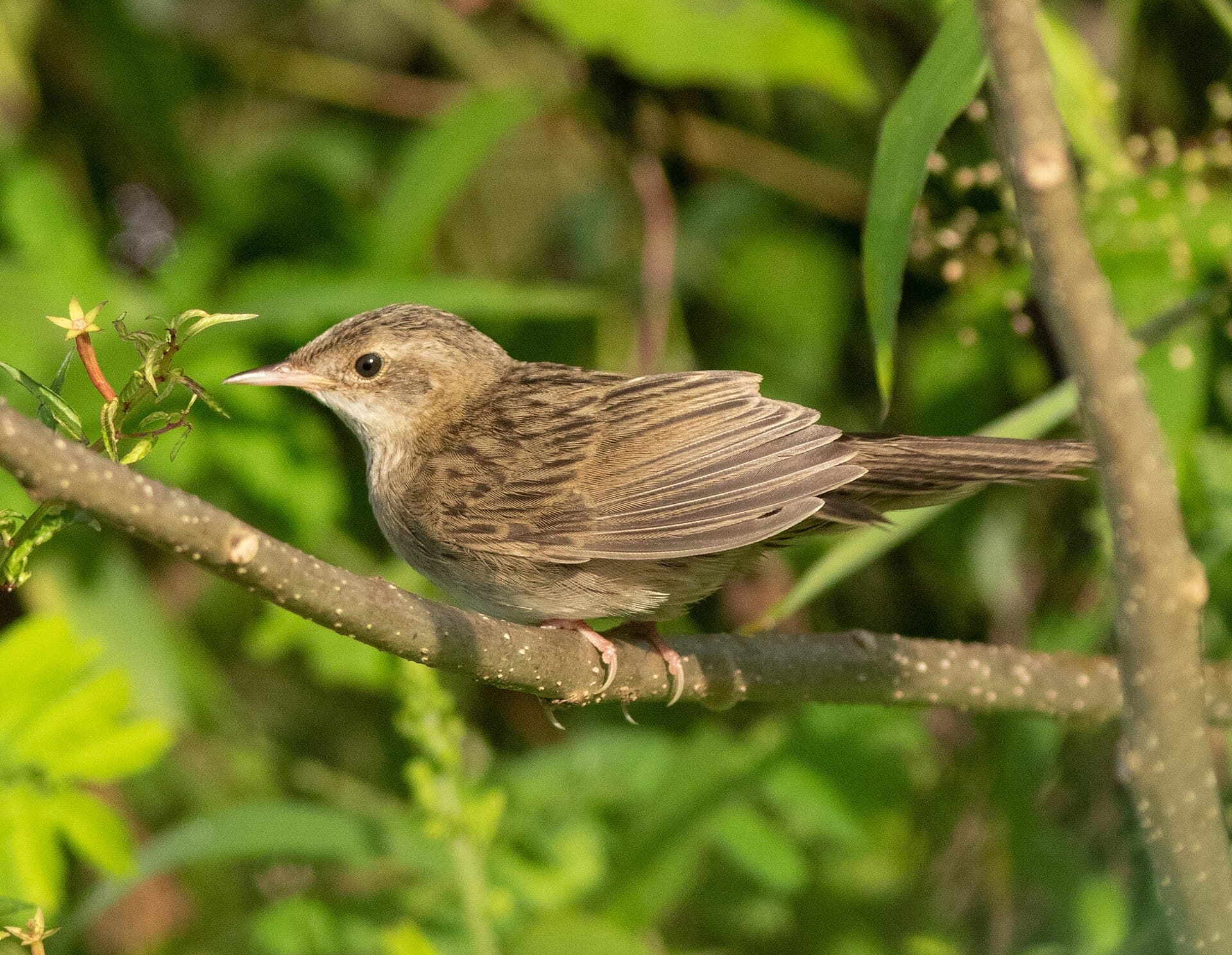 Sprinkhaanzanger (Locustella naevia) - Common grasshopper warbler 48