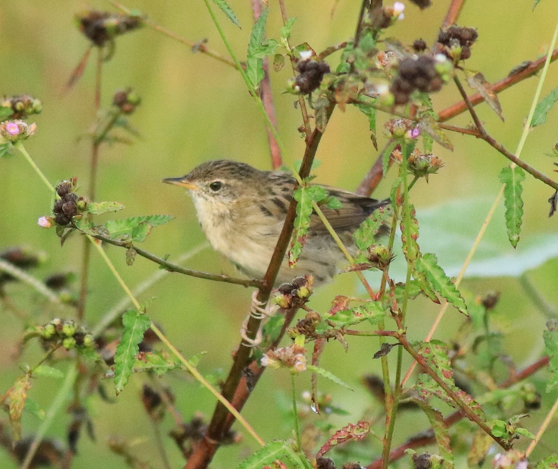 Sprinkhaanzanger (Locustella naevia) - Common grasshopper warblers 78