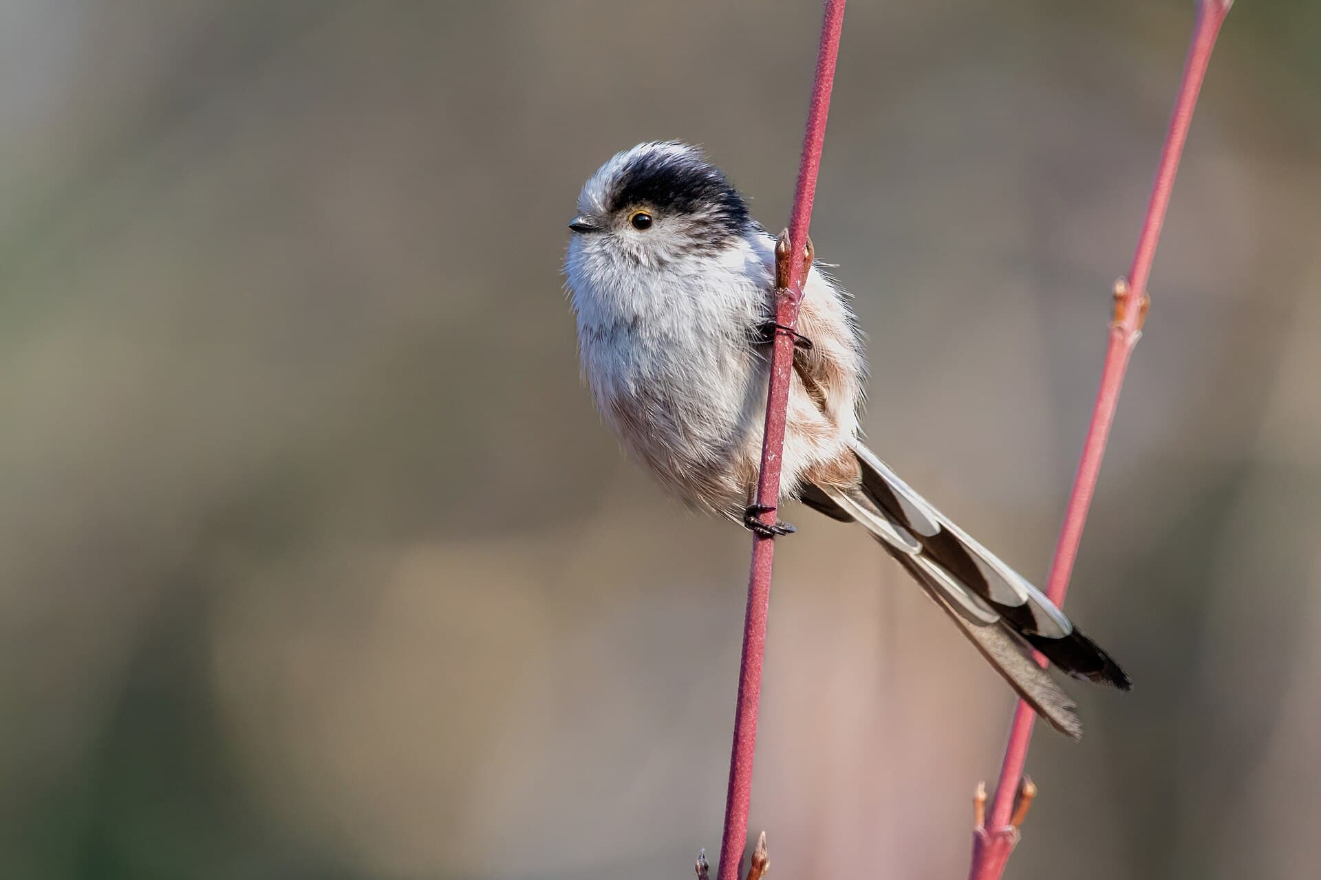 Staartmees (Aegithalos caudatus) - Long-tailed tit Gennevilliers 04