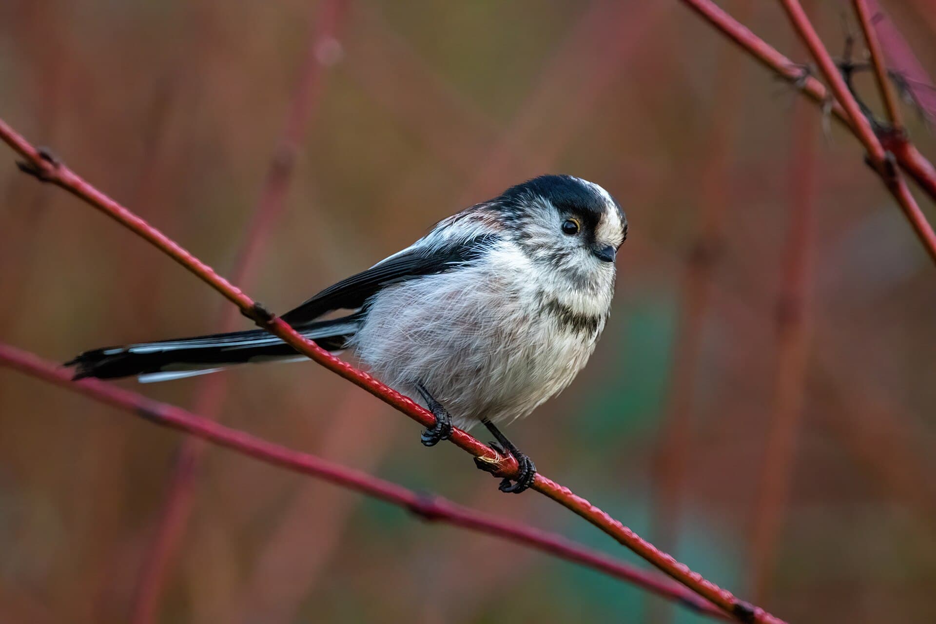 Staartmees (Aegithalos caudatus) - Long-tailed tit (Aegithalos caudatus) on a twig