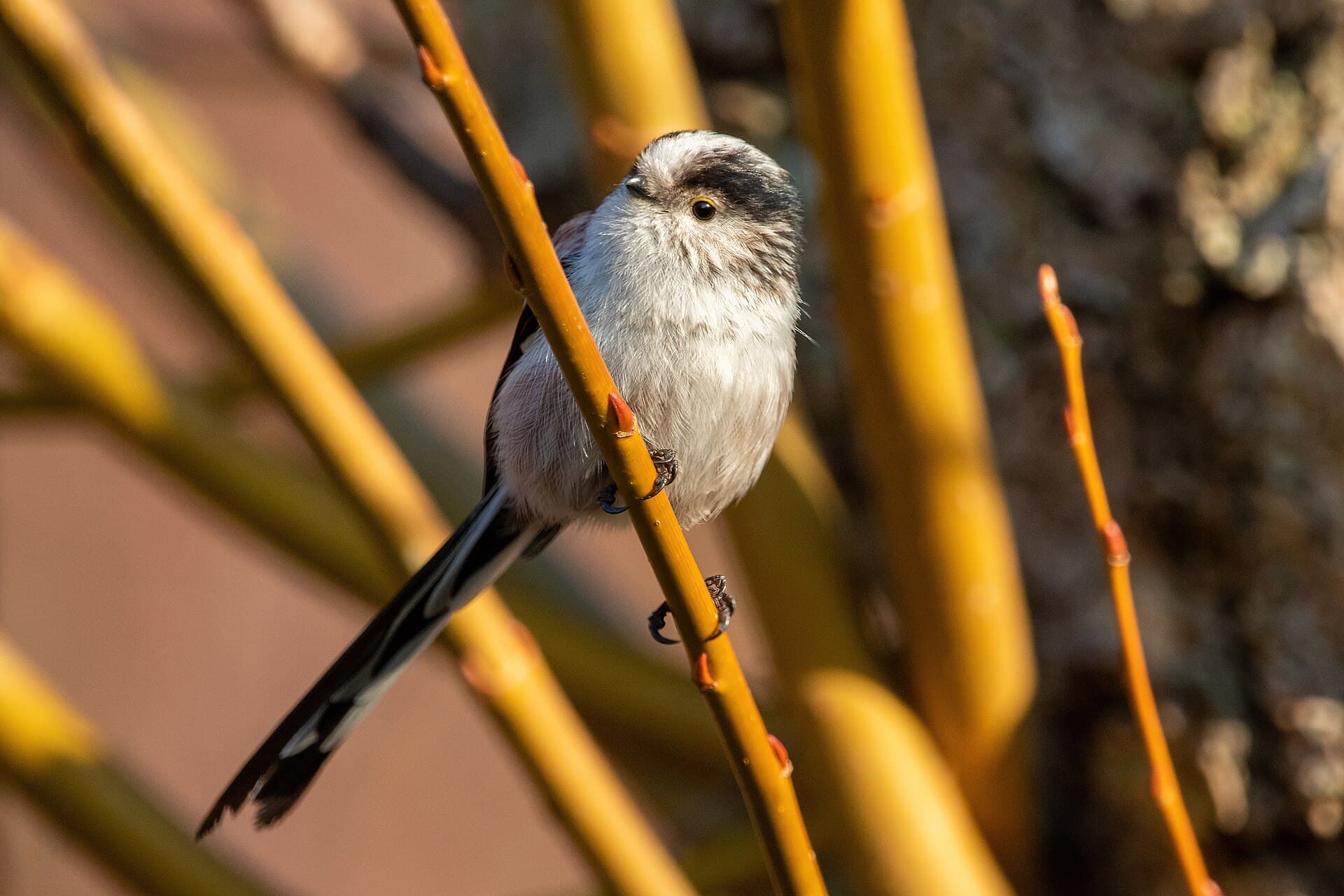 Staartmees (Aegithalos caudatus) - Long-tailed tit Gennevilliers 02