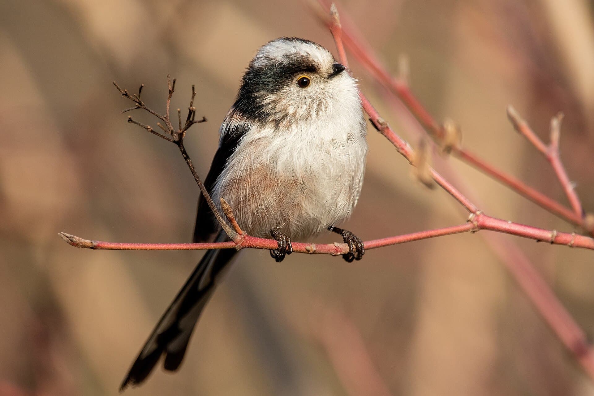 Staartmees (Aegithalos caudatus) - Long-tailed tit Gennevilliers 01