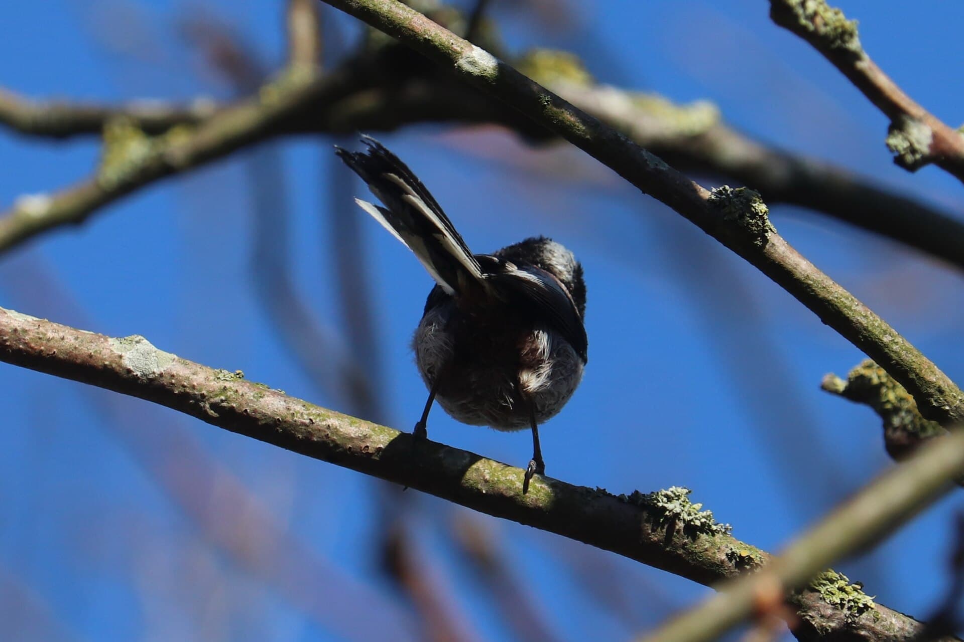 Staartmees (Aegithalos caudatus) - Aegithalos caudatus 188772059