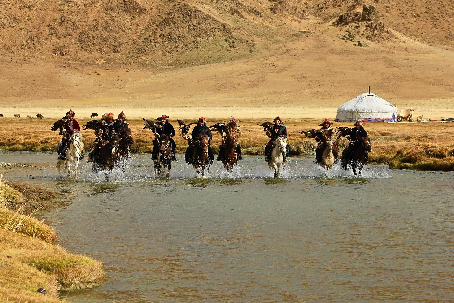 Steenarend (Aquila chrysaetos) - Golden Eagle Festival Mongolia 5