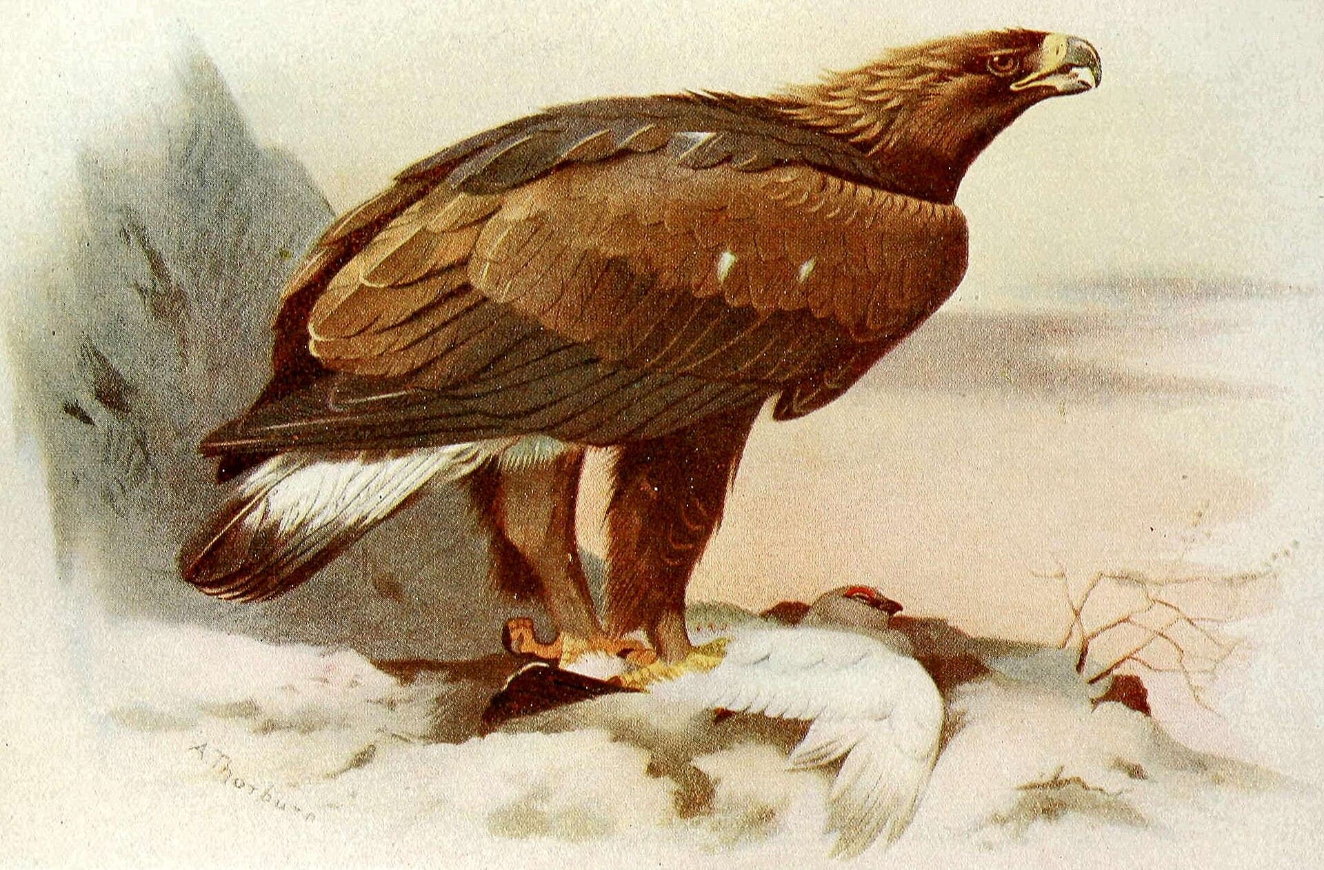 Steenarend (Aquila chrysaetos) - The birds of the British Isles and their eggs (8263817975) cropped
