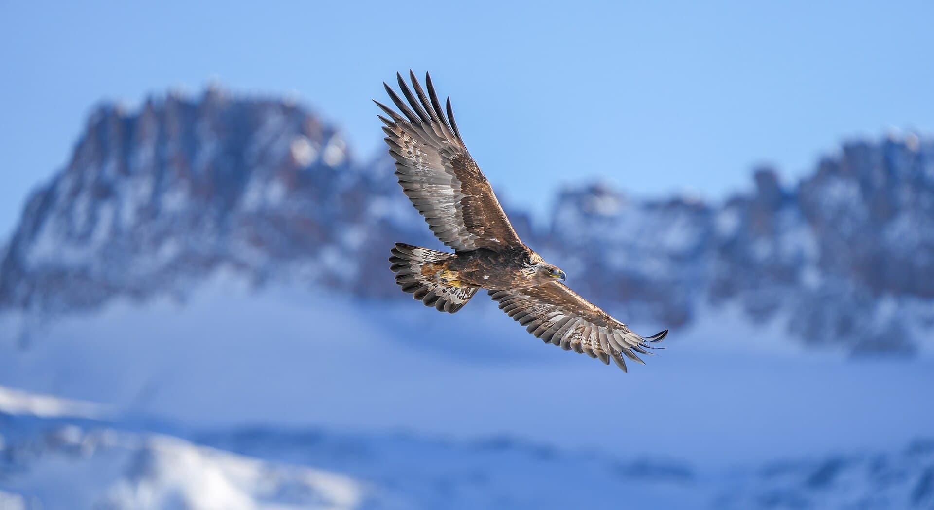 Steenarend (Aquila chrysaetos) - 001 Wild Golden Eagle and Majinghorn Pfyn-Finges Photo by Giles Laurent