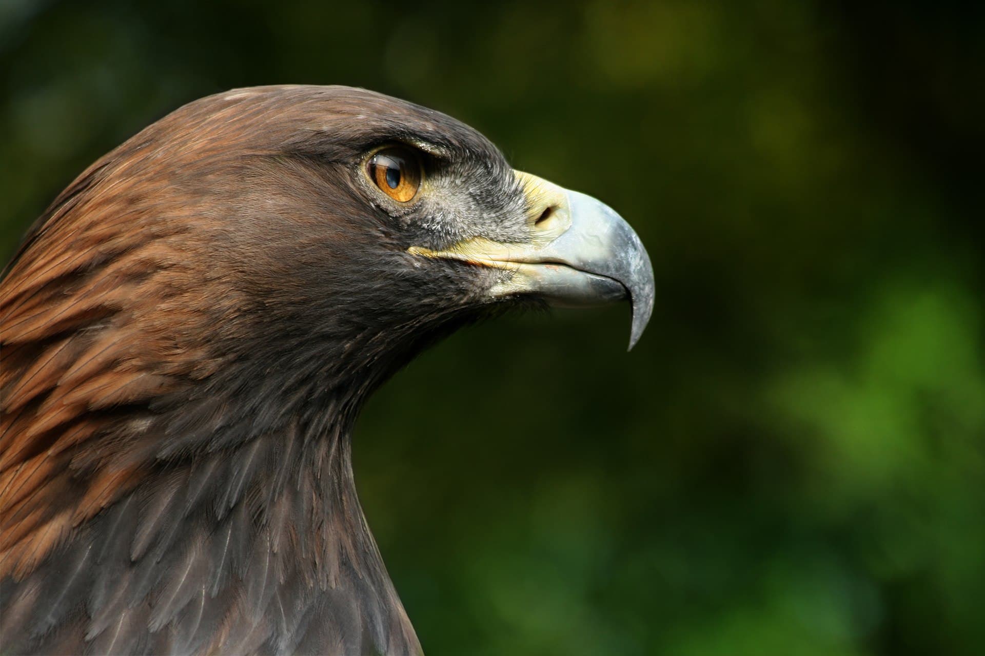 Steenarend (Aquila chrysaetos) - Steinadler Aquila chrysaetos closeup2 Richard Bartz