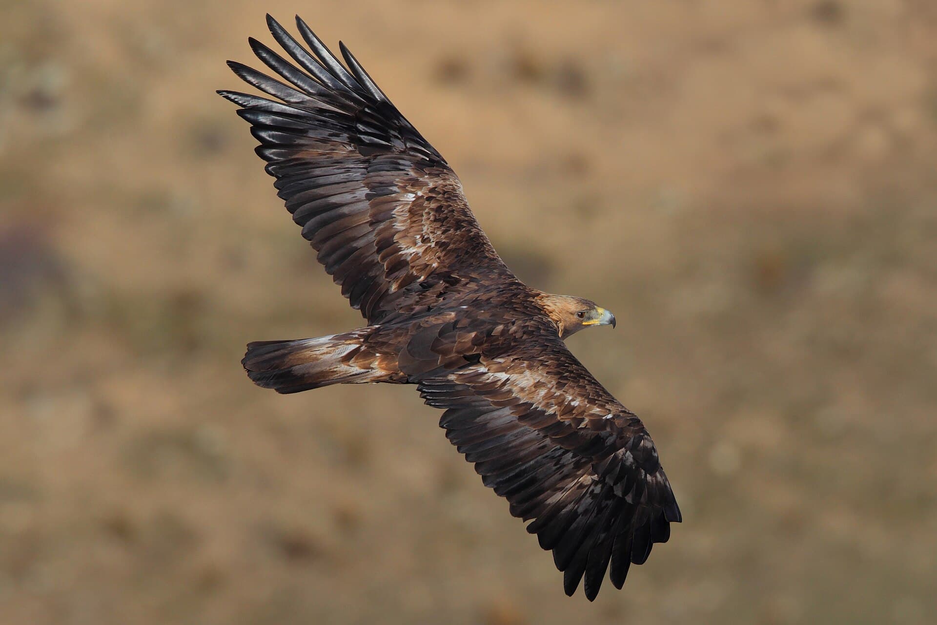 Steenarend (Aquila chrysaetos) - Chrysaetos La Cañada 20120114 1