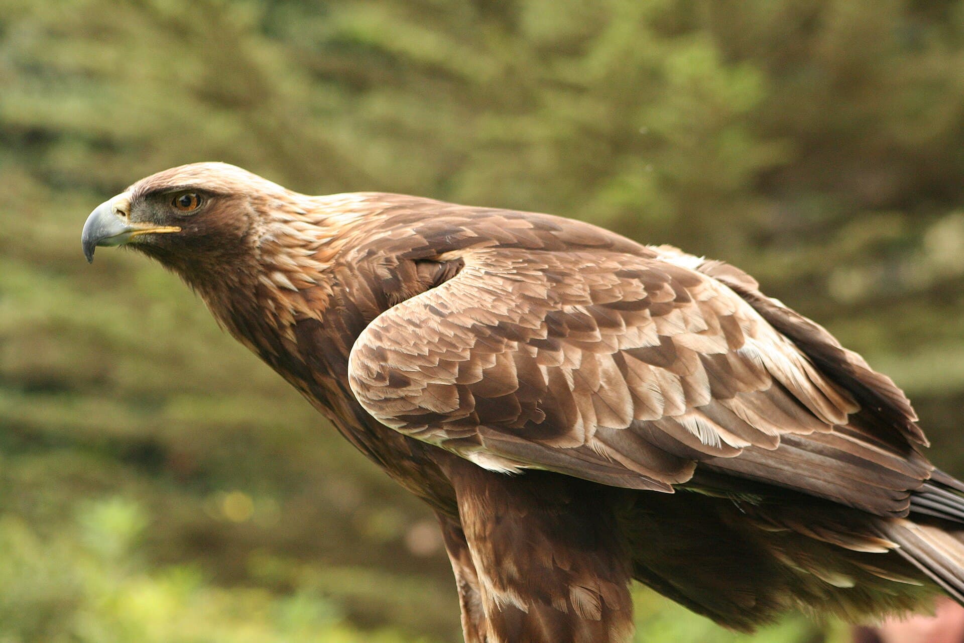 Steenarend (Aquila chrysaetos) - Aquila chrysaetos Flickr