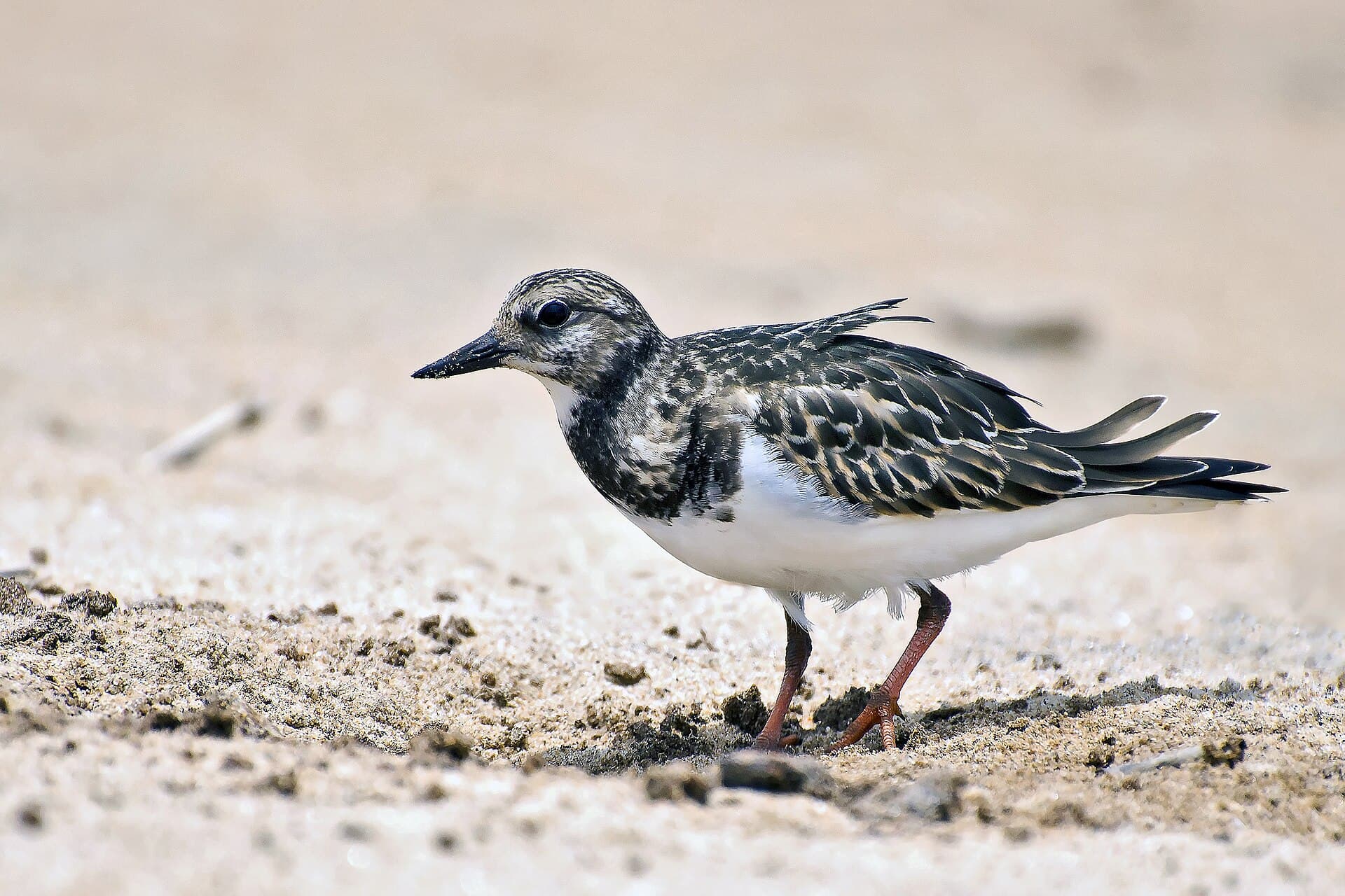 Steenloper (Arenaria interpres) - Ruddy Turnstone by Sreedev Puthur
