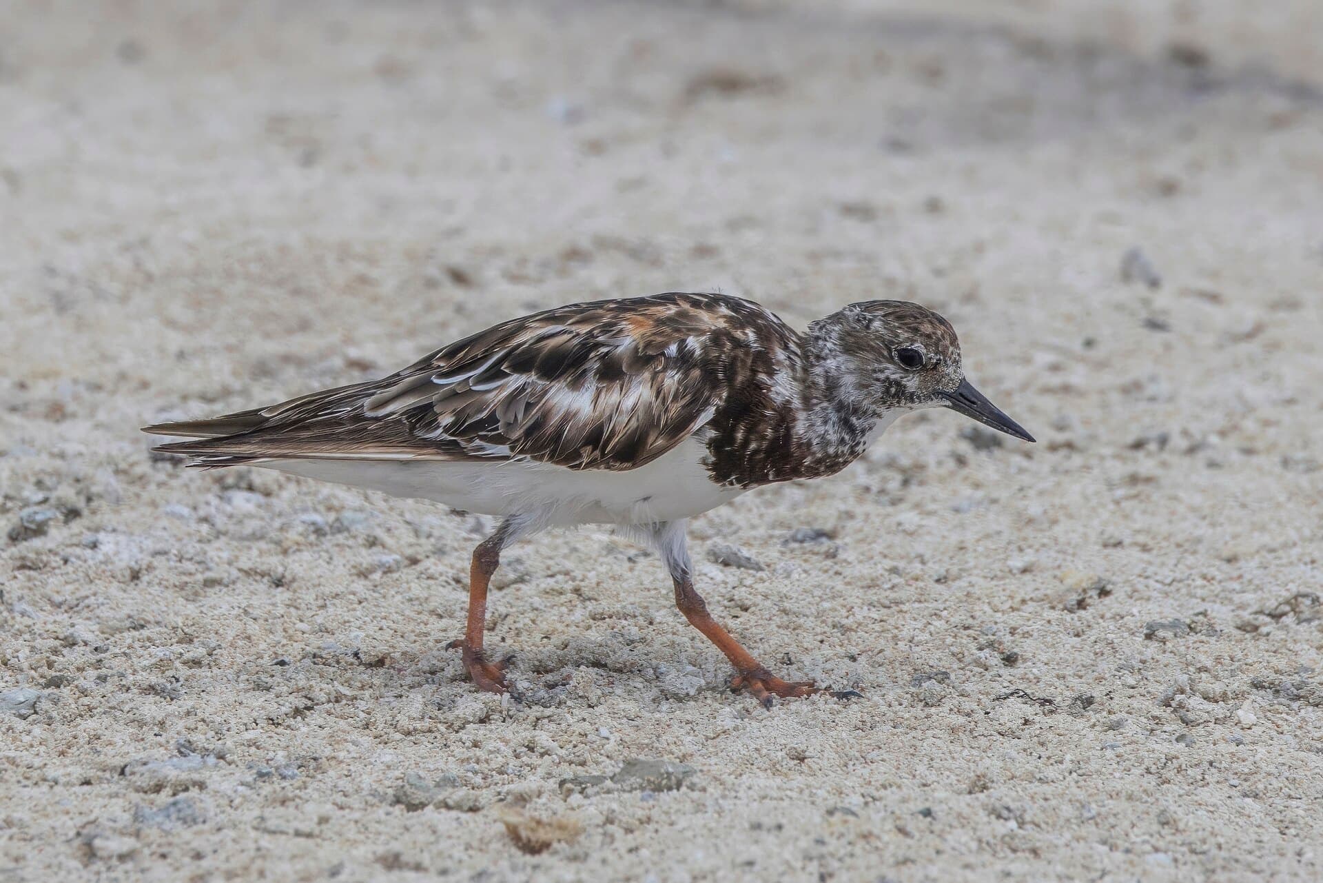 Steenloper (Arenaria interpres) - Ruddy turnstone (Arenaria interpres) Michaelmas Cay