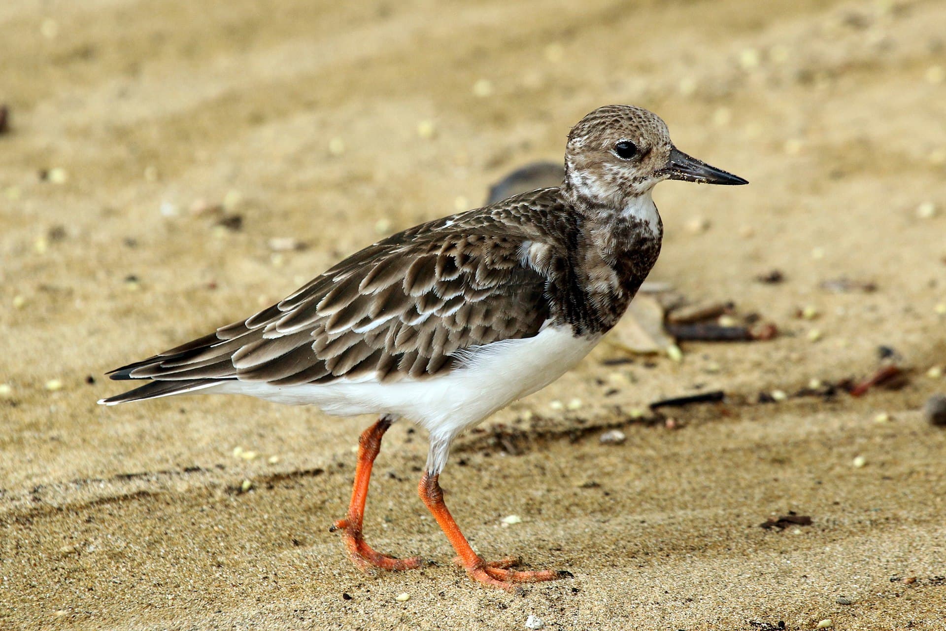 Steenloper (Arenaria interpres) - Ruddy turnstone (Arenaria interpres morinella)