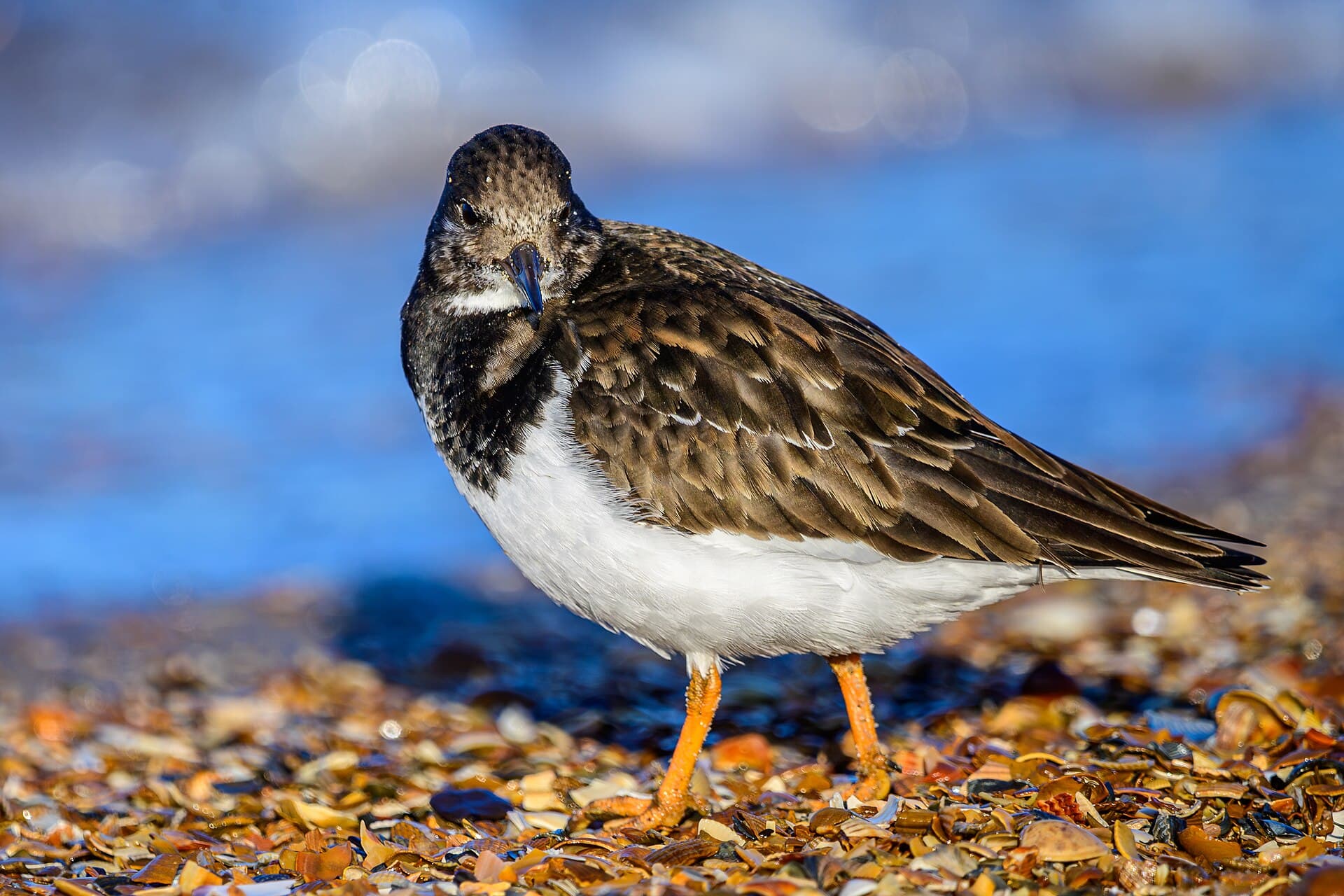 Steenloper (Arenaria interpres) - Steinwälzer (Arenaria interpres) im Schlichtkleid am Strand von Oostkapelle 02
