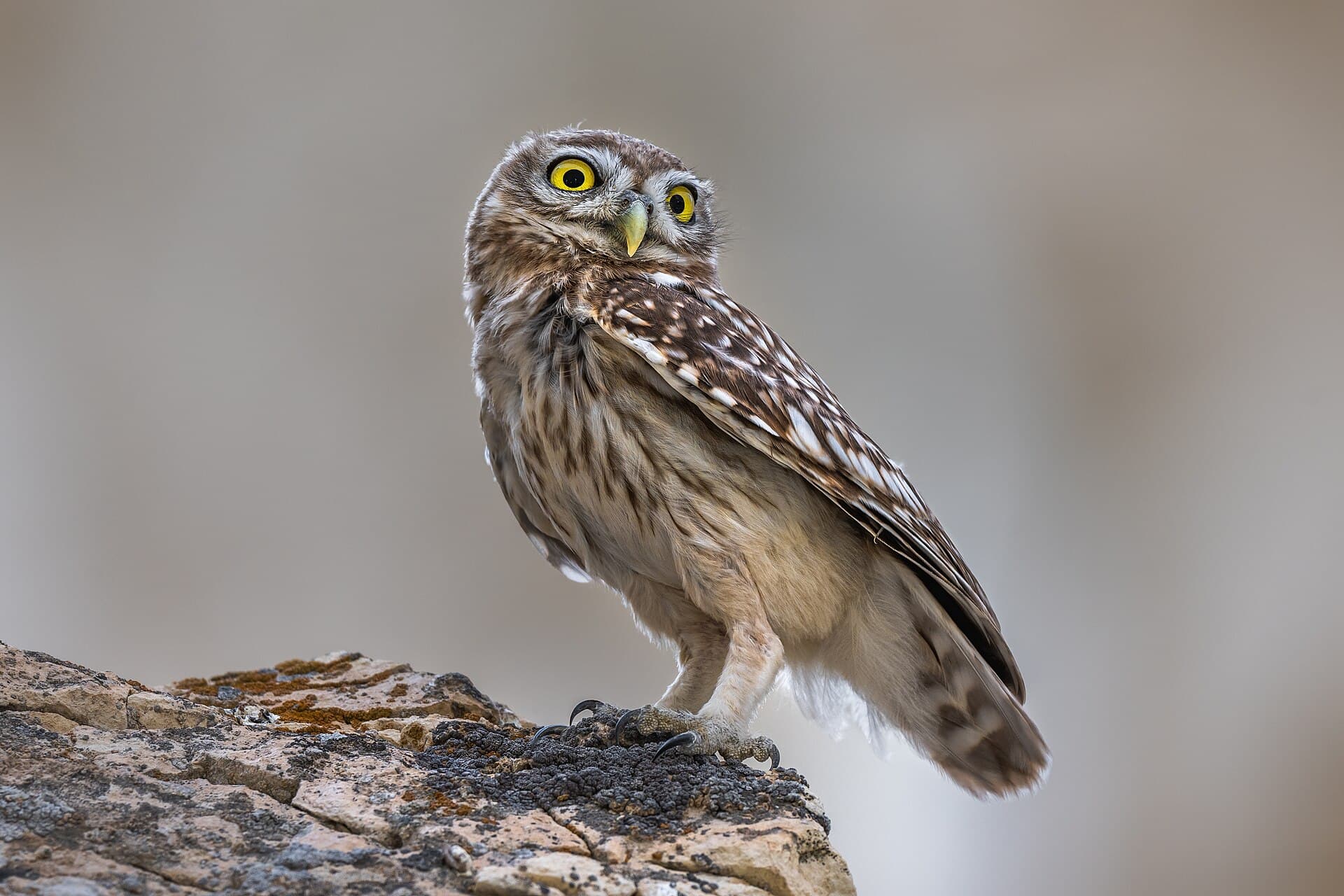 Steenuil (Athene noctua) - Домовый сыч. Сова в каньоне урочища Бозжыра. 01