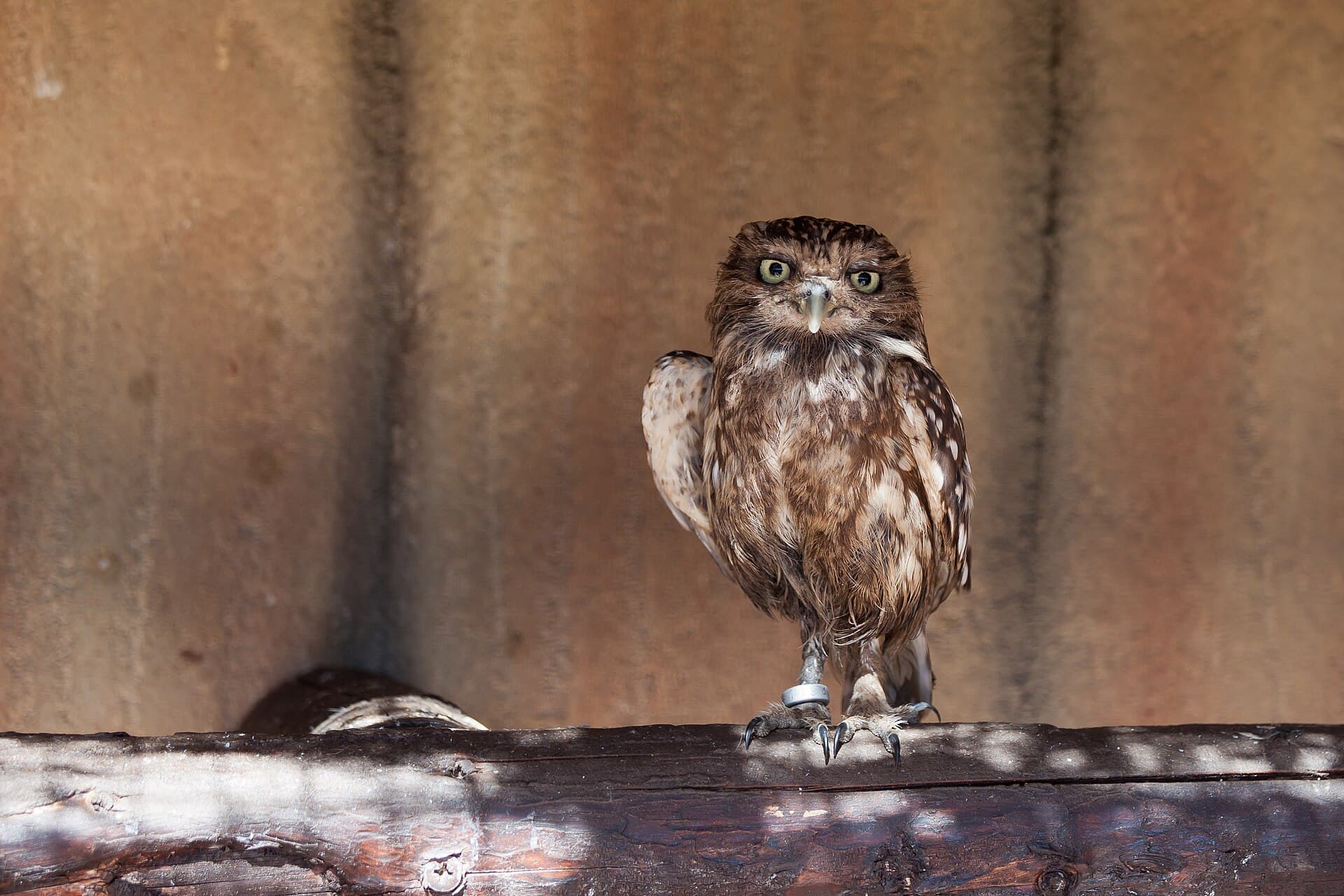 Steenuil (Athene noctua) - Athene noctua - Rancho Texas Park - Tías - Lanzarote -PC28