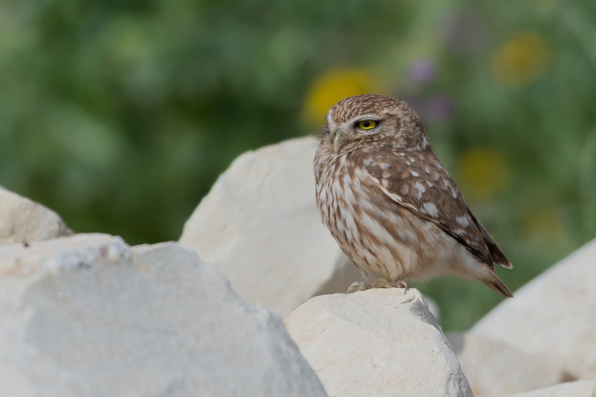 Steenuil (Athene noctua) - Cheveche d'Athèna près de Zaghouan001