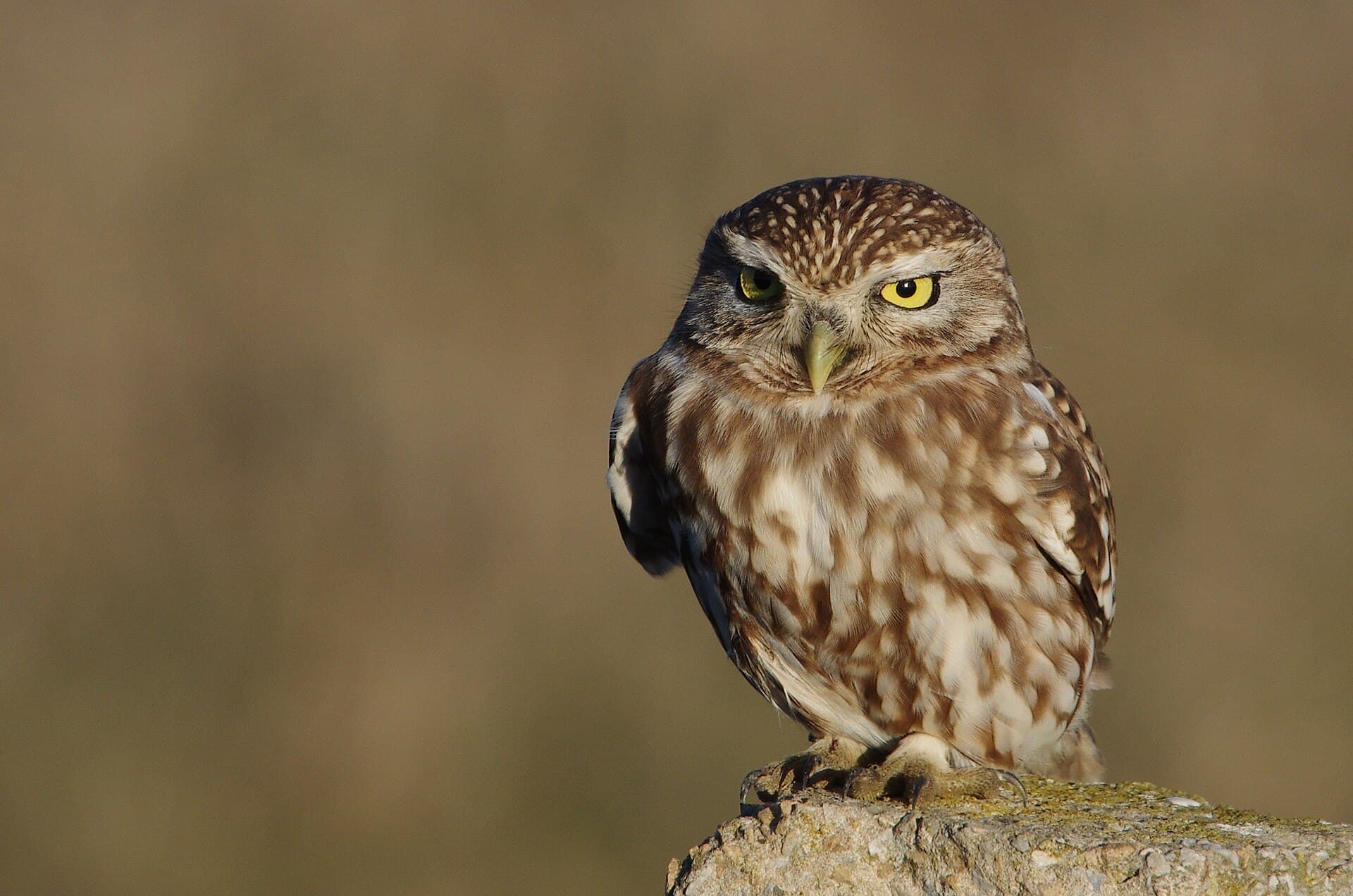 Steenuil (Athene noctua) - Cheveche d'Athèna003 Ichkeul