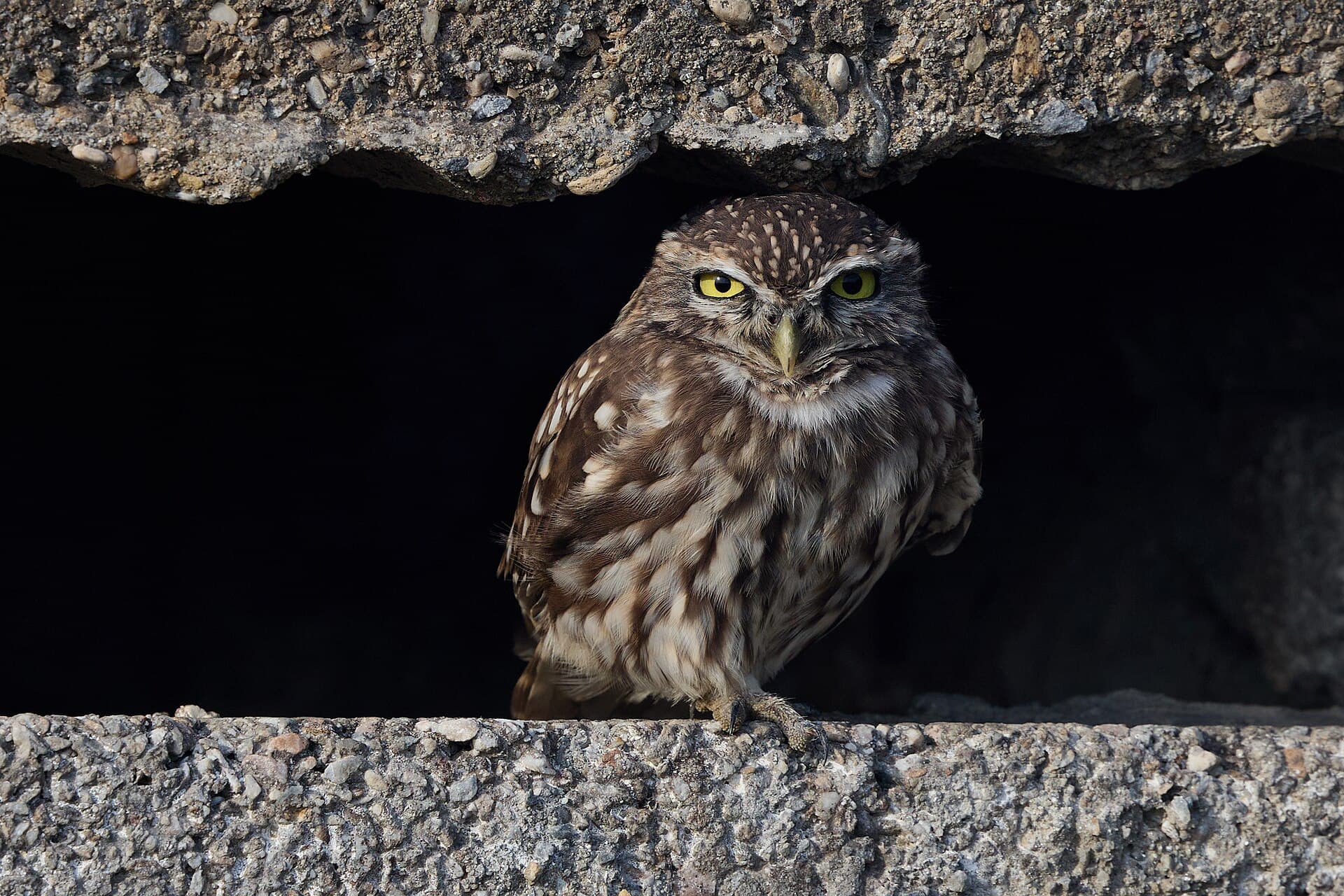 Steenuil (Athene noctua) - Little owl (Athene noctua),