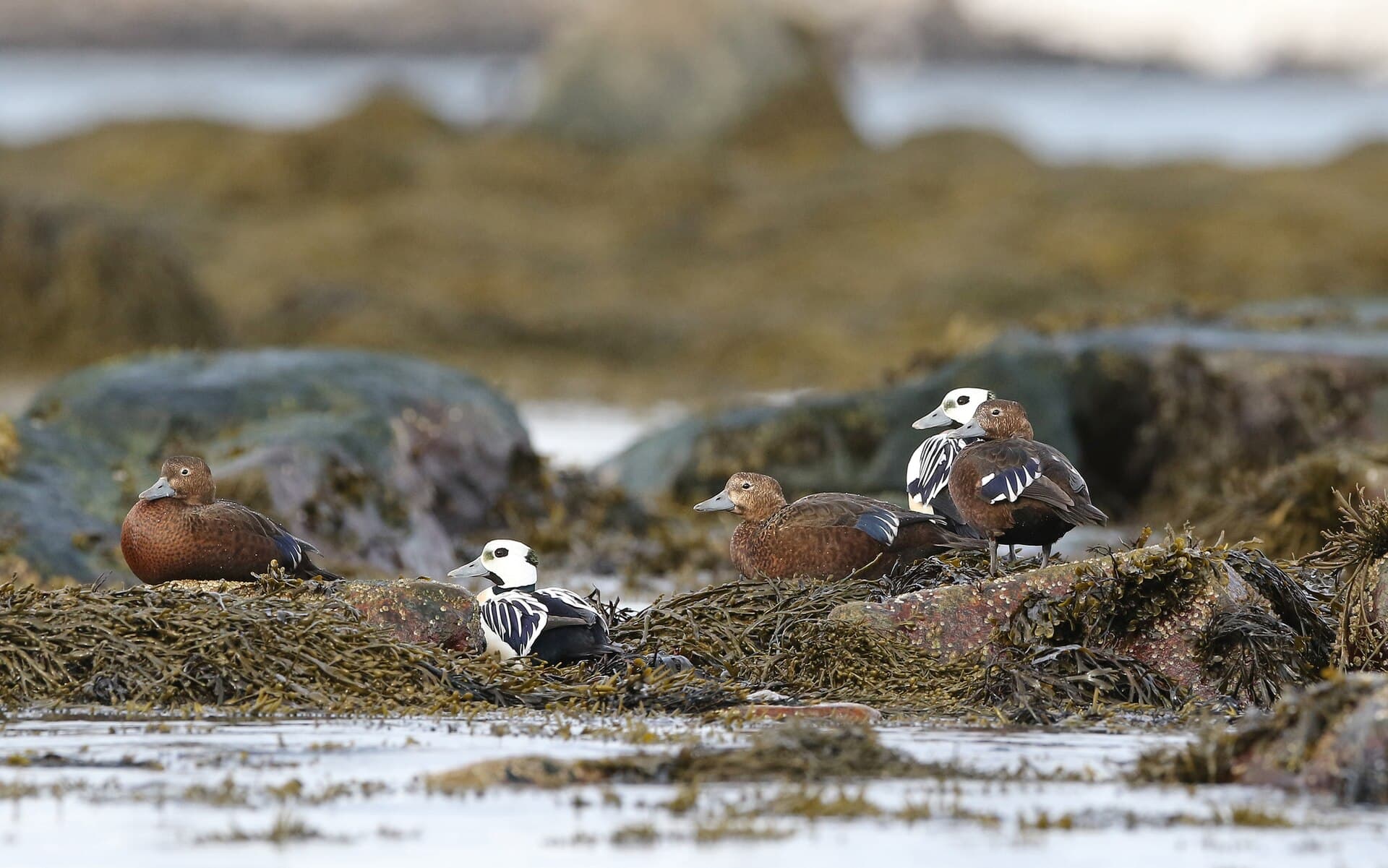 Stellers Eidereend (Polysticta stelleri) - Polysticta stelleri, Svartnes, Vardø, Norway 194657973