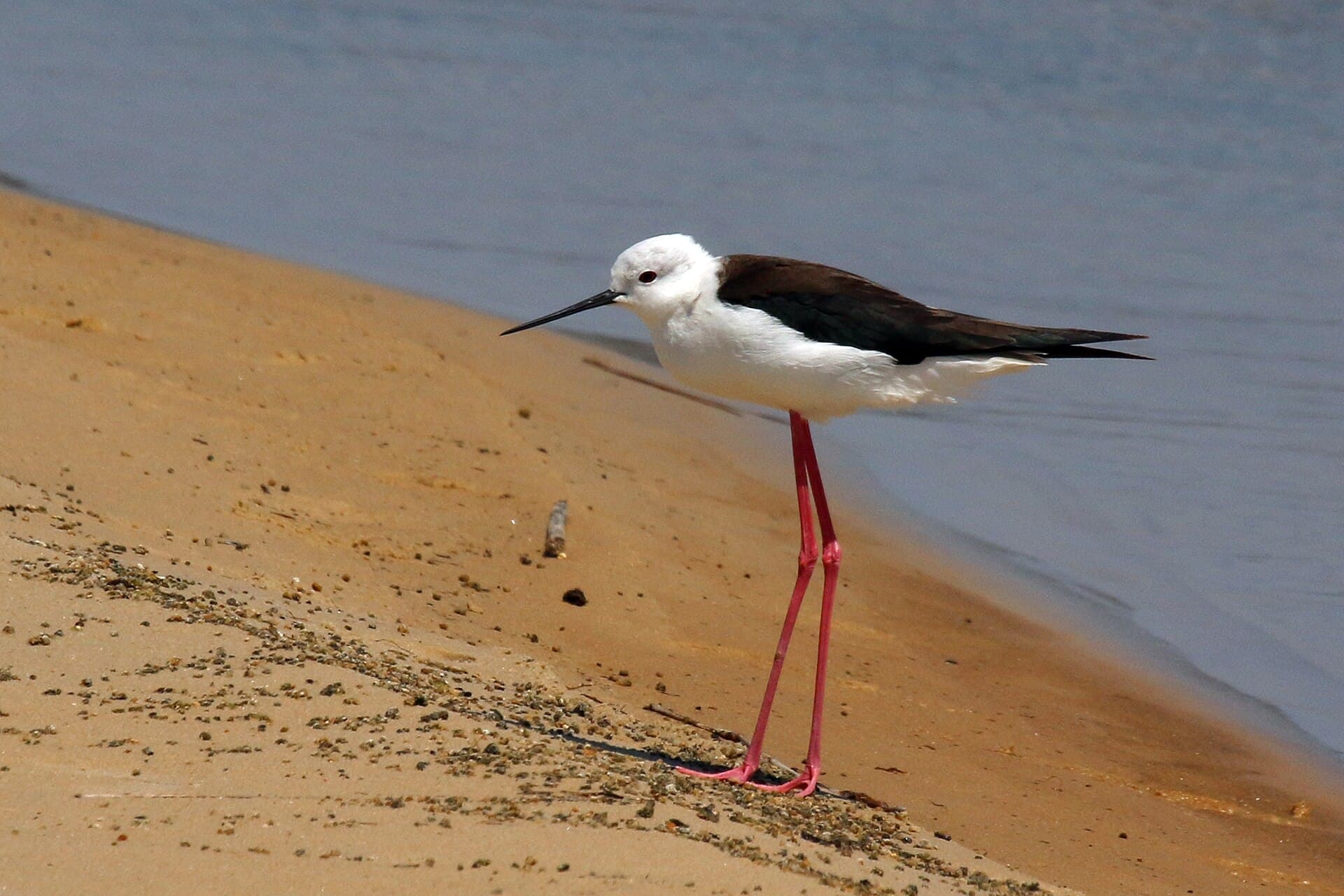 Steltkluut (Himantopus himantopus) - Black-winged stilt (Himantopus himantopus)