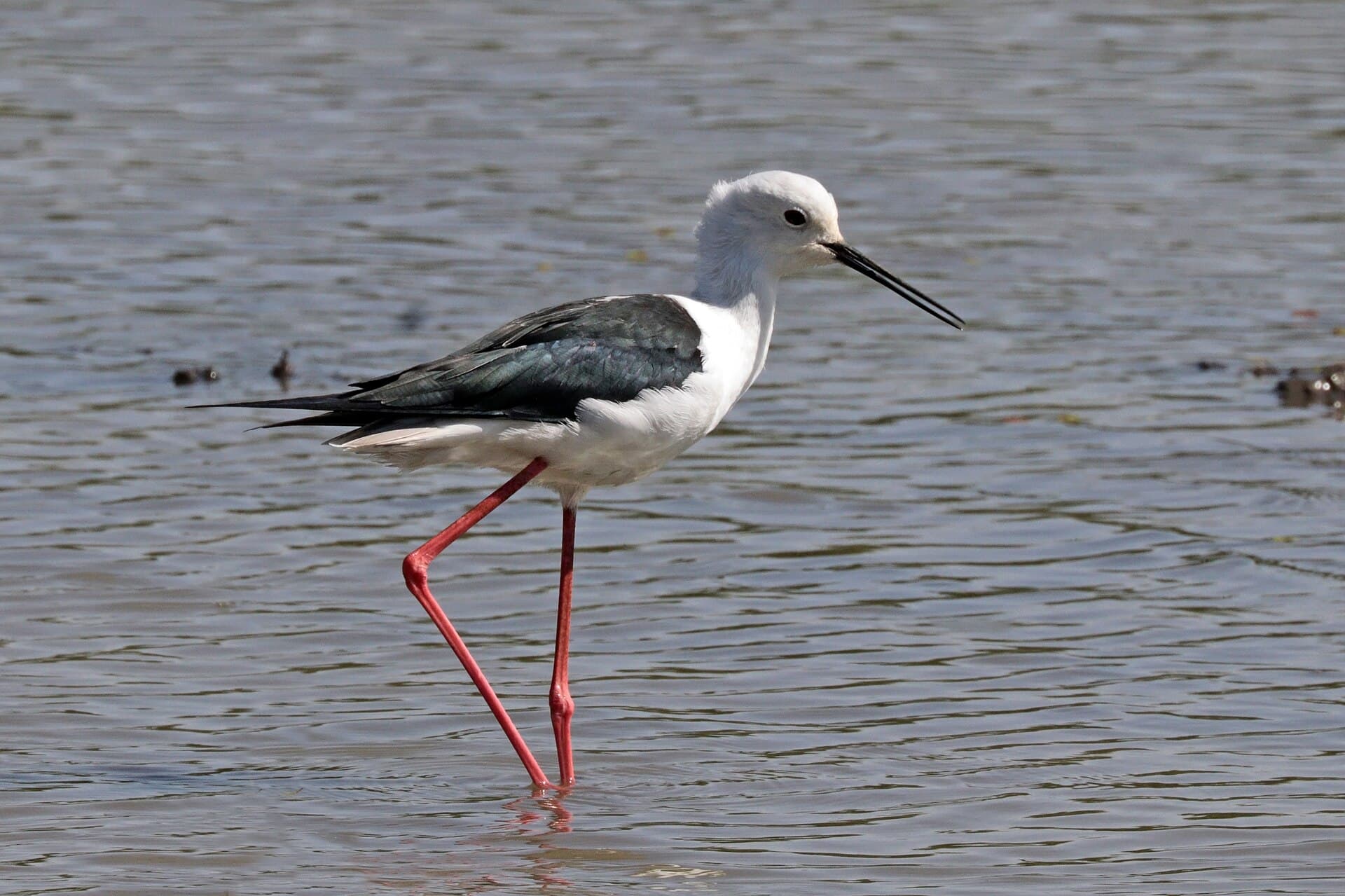 Steltkluut (Himantopus himantopus) - Black-winged stilt (Himantopus himantopus) Ethiopia