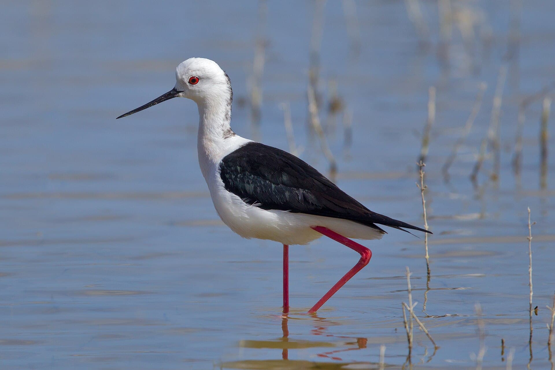 Steltkluut (Himantopus himantopus) - Stelzenläufer (Himantopus himantopus)