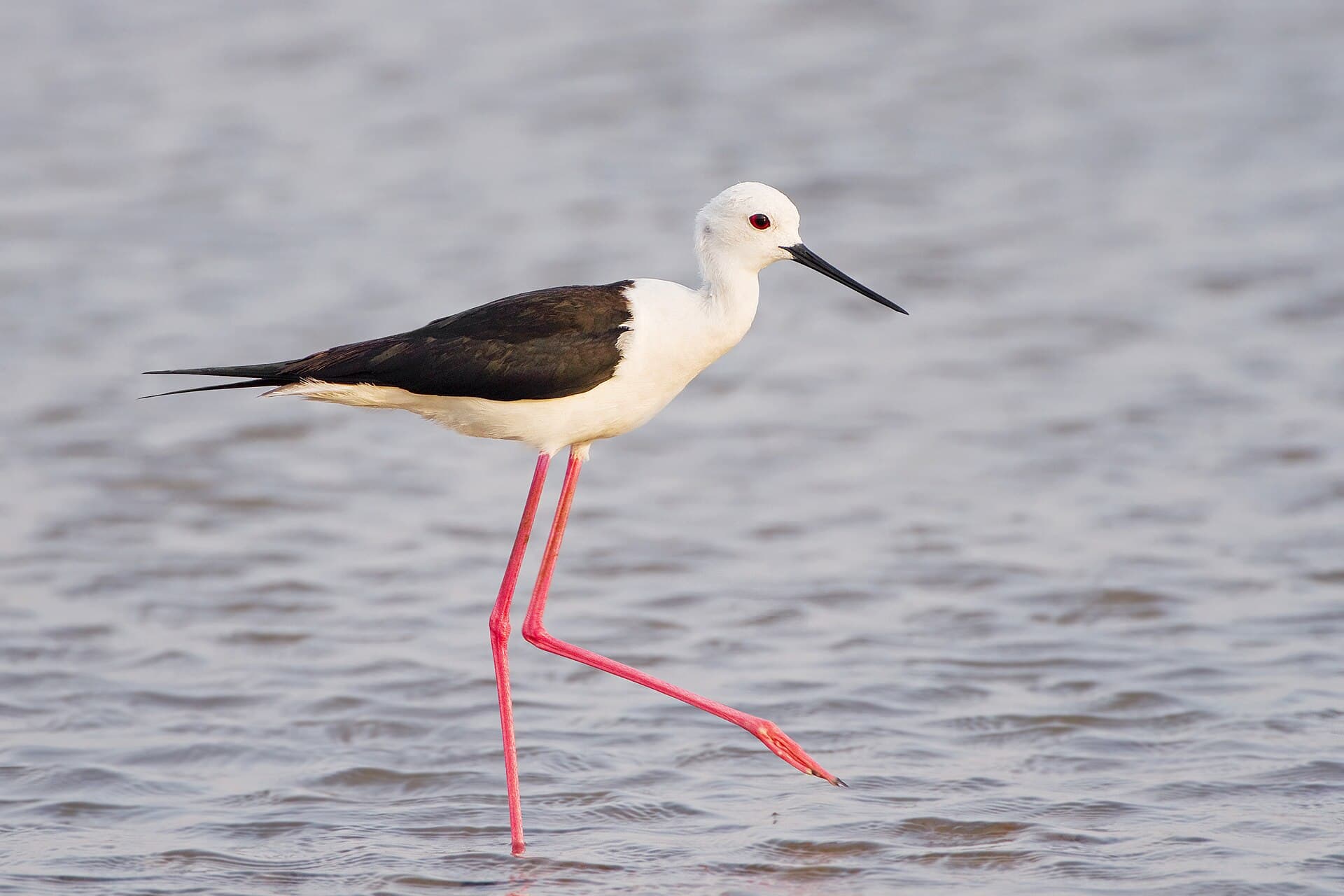 Steltkluut (Himantopus himantopus) - Himantopus himantopus - Pak Thale