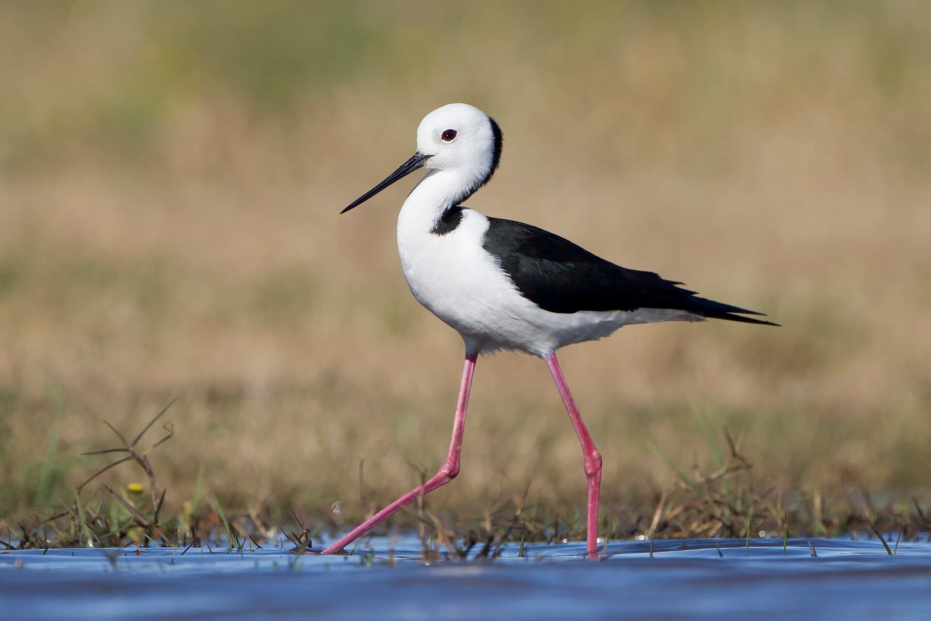 Steltkluut (Himantopus himantopus) - Himantopus leucocephalus - Hexham