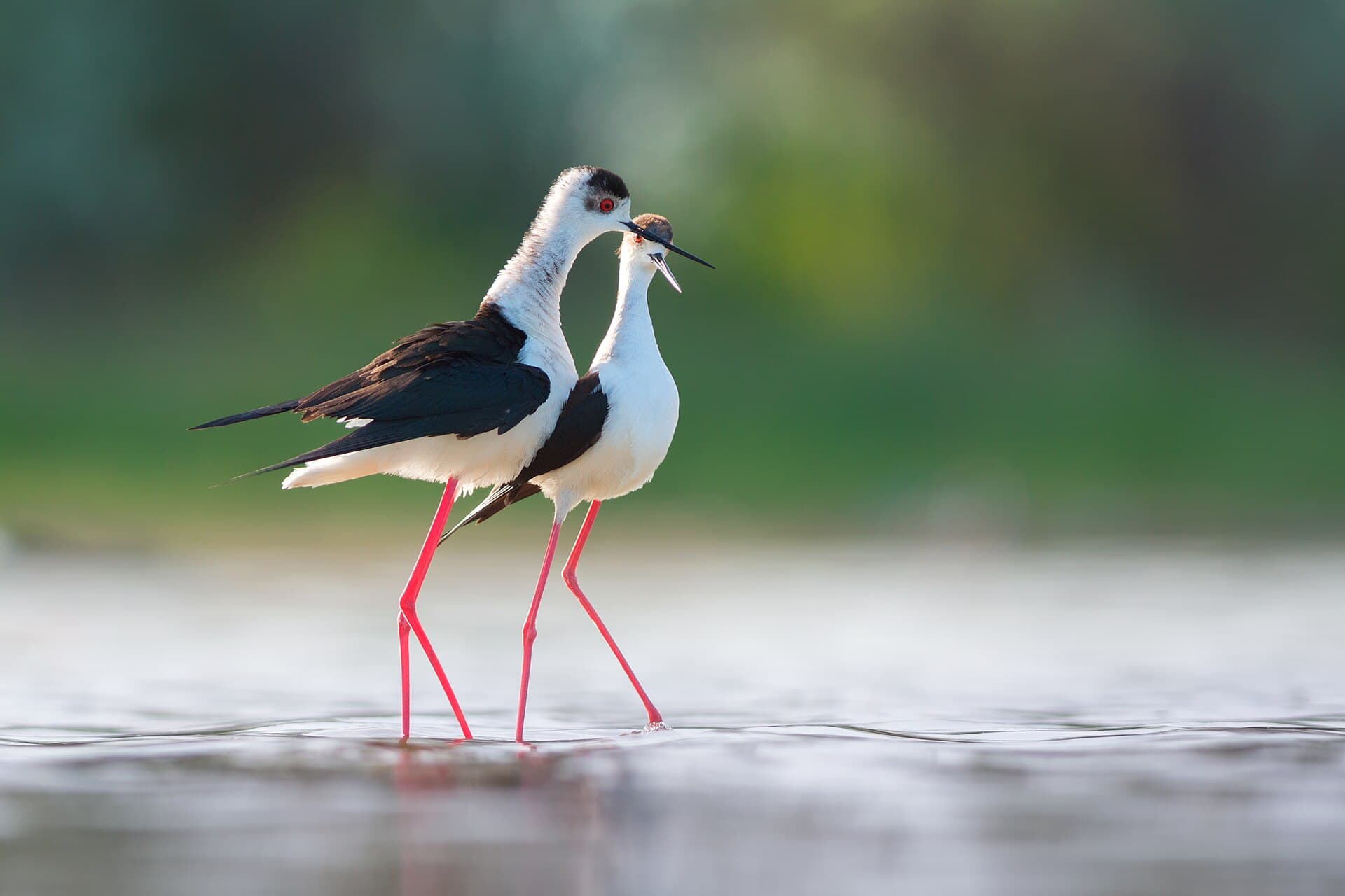 Steltkluut (Himantopus himantopus) - Black-winged stilt courtship behaviour