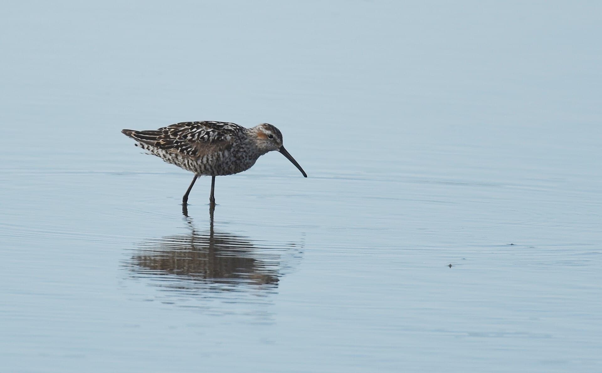 steltstrandloper (Calidris himantopus) - Stilt Sandpiper (29065008787)