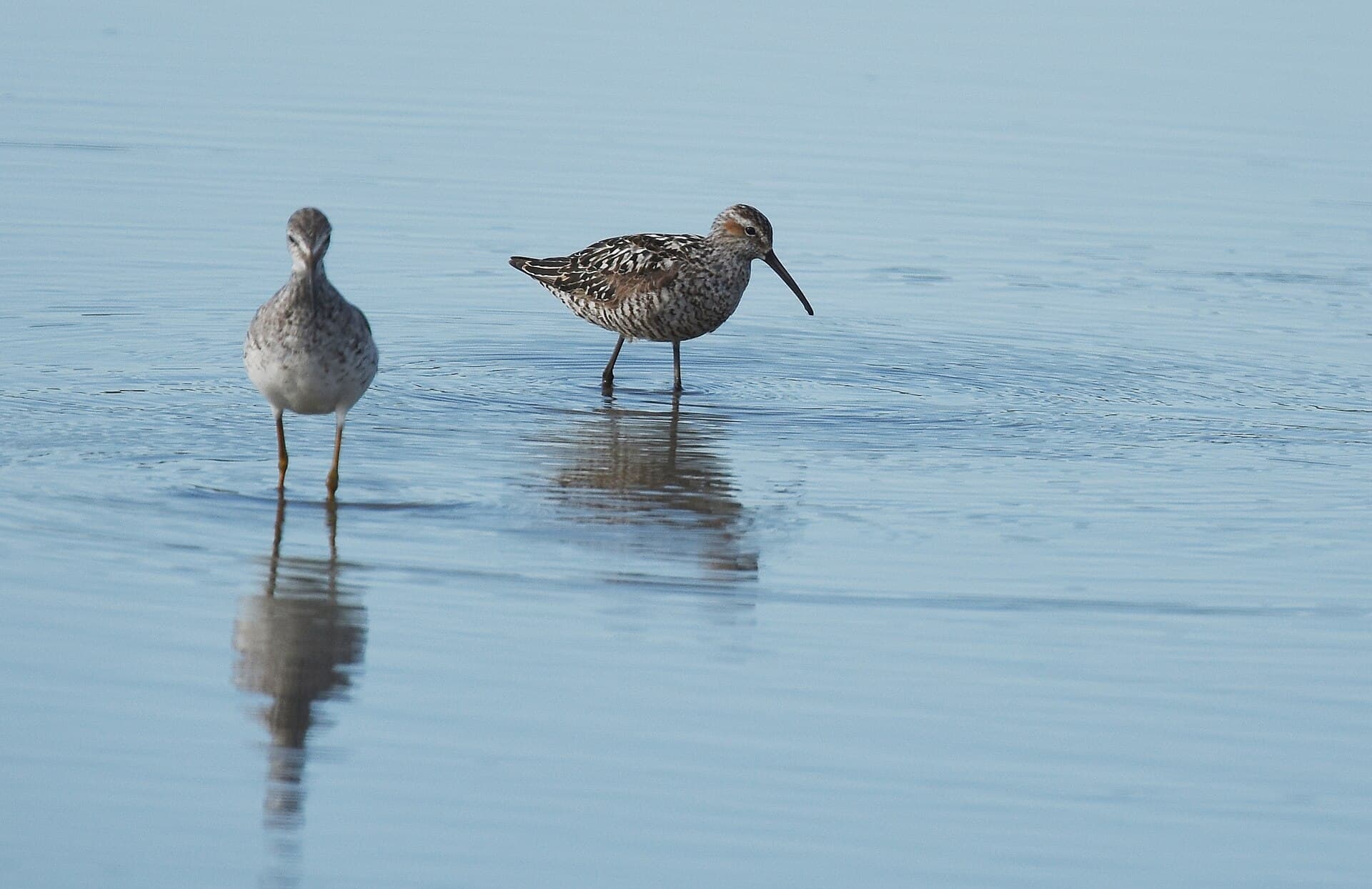 steltstrandloper (Calidris himantopus) - Stilt Sandpiper (29065009207)