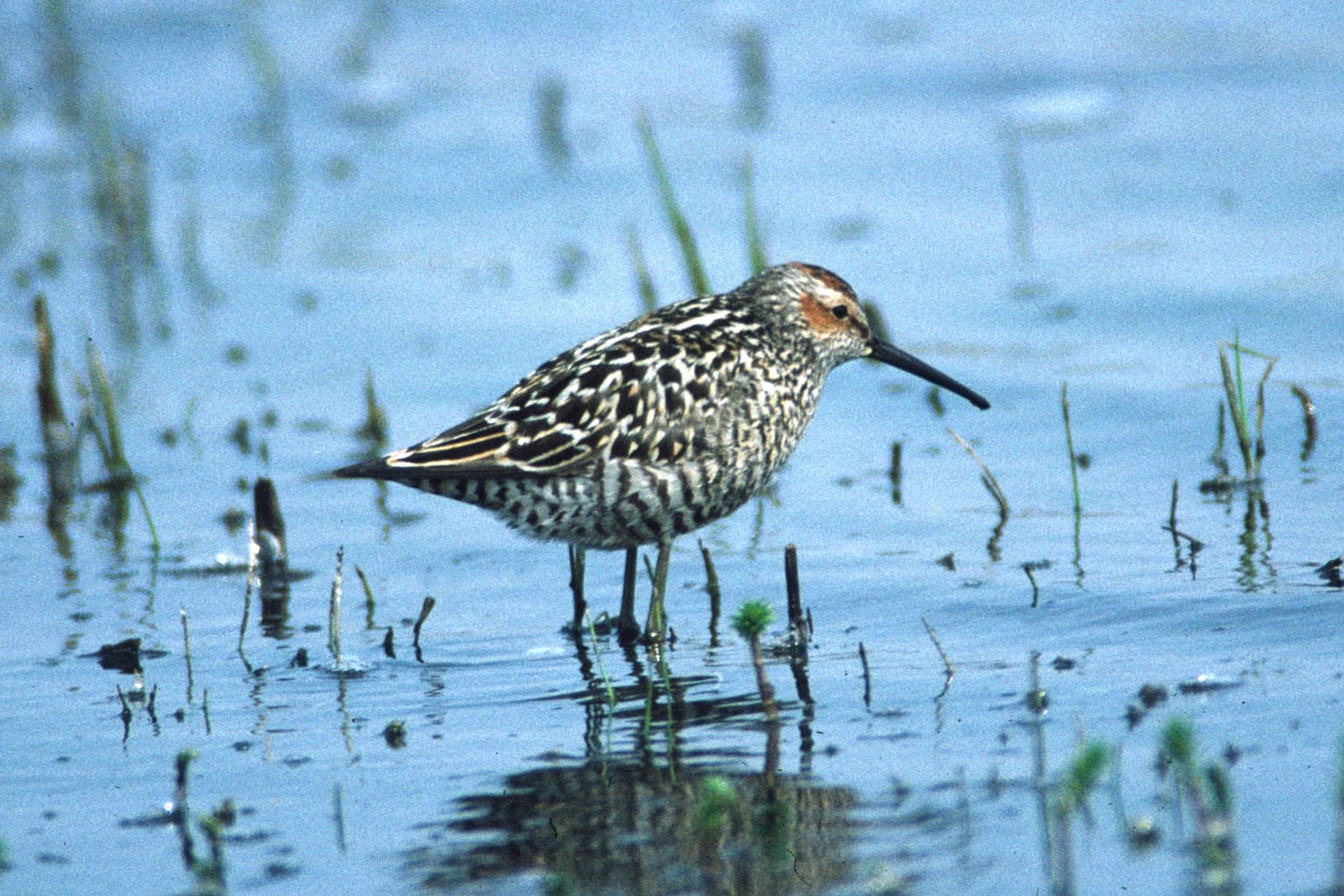 steltstrandloper (Calidris himantopus) - Stilt Sandpiper 741289055