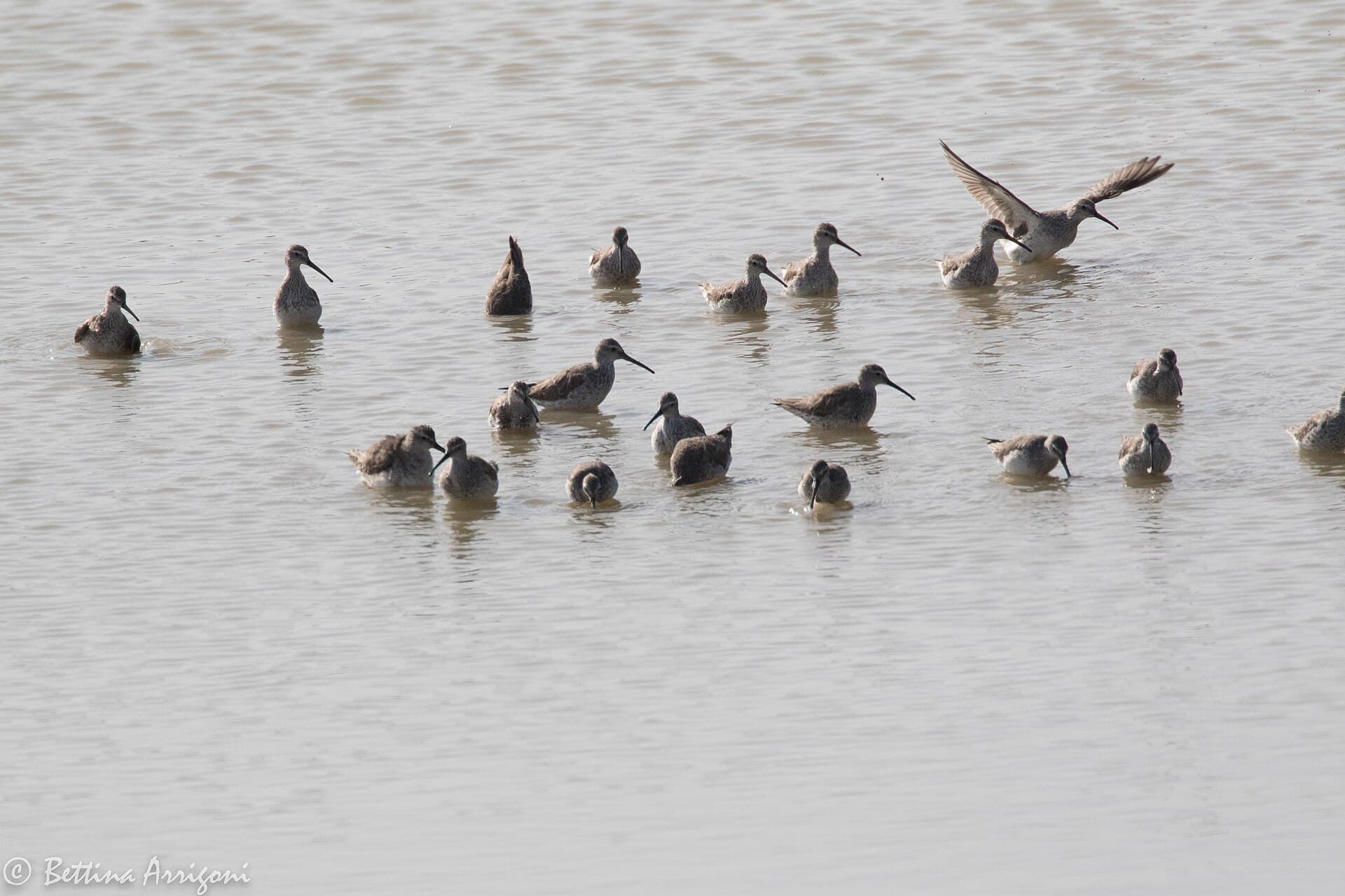 steltstrandloper (Calidris himantopus) - Stilt Sandpiper Inspiration Rd Pond Mission TX 2018-03-07 15-45-26 (38933651630)