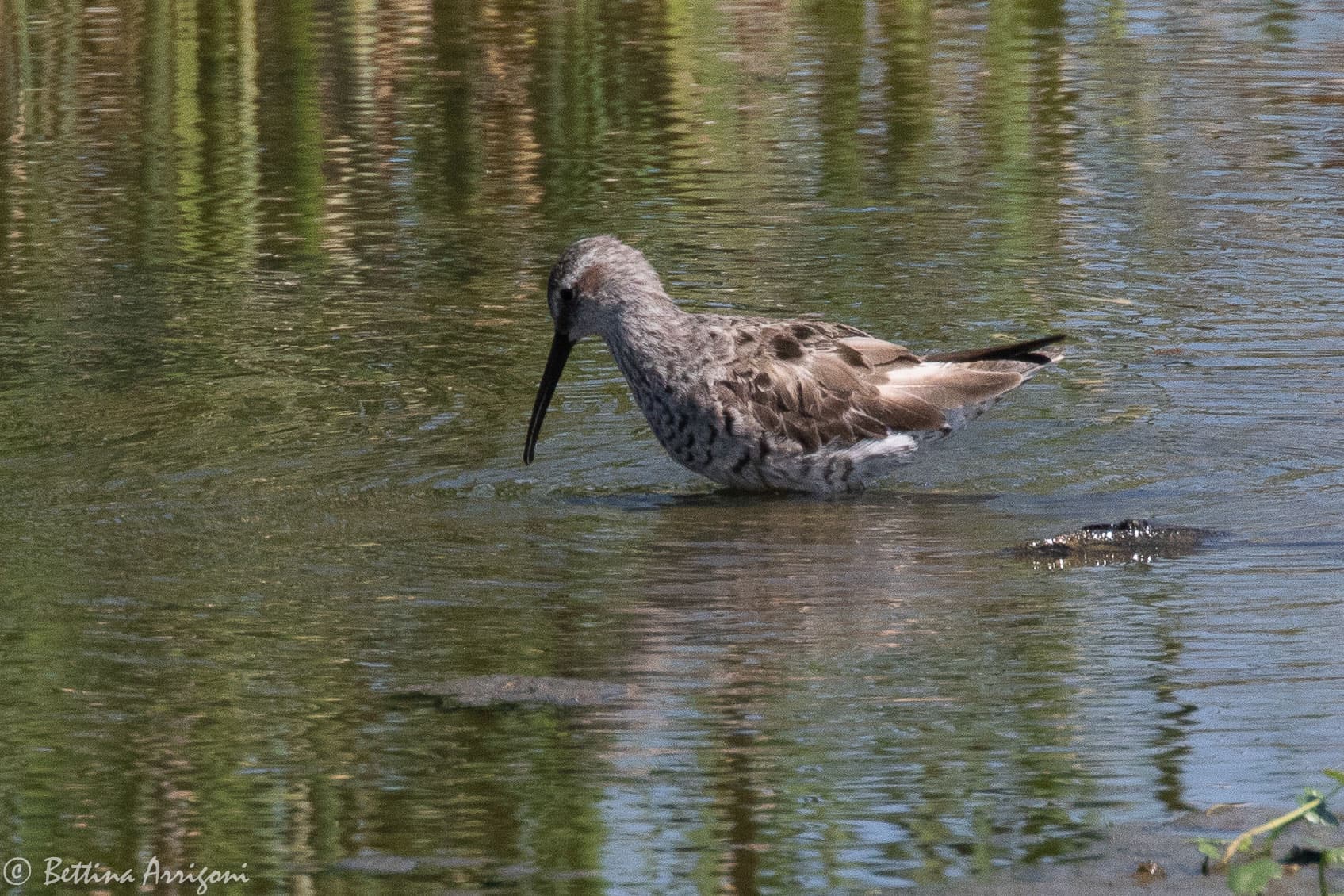 steltstrandloper (Calidris himantopus) - Stilt Sandpiper Cattail Marsh Beaumont TX 2018-04-24 10-09-44 (42068541811)