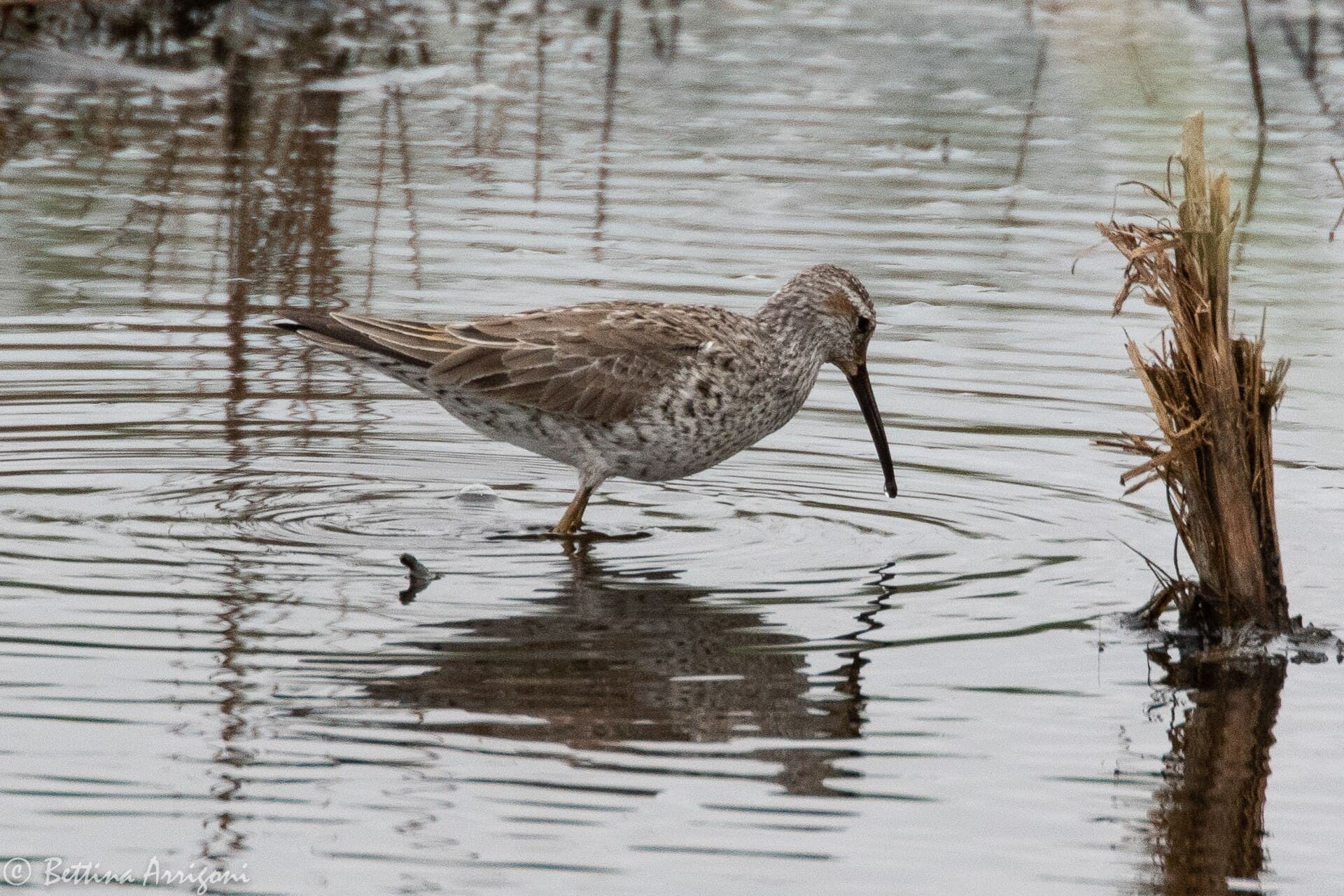 steltstrandloper (Calidris himantopus) - Stilt Sandpiper Anahuac NWR High Island TX 2018-04-06 10-03-00 (40757149234)