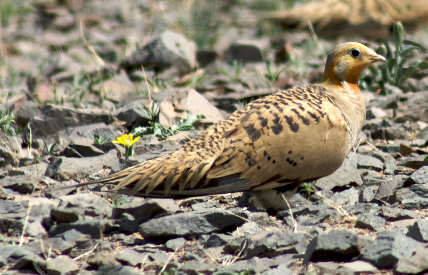 Steppehoen (Syrrhaptes paradoxus) - Syrrhapte paradoxal (cropped)