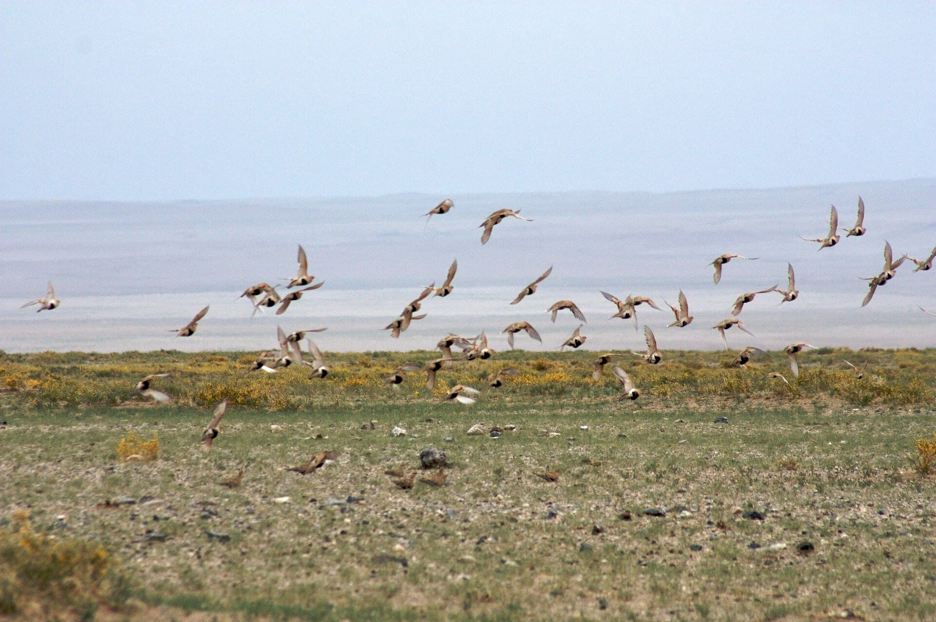 Steppehoen (Syrrhaptes paradoxus) - Vol Syrrhaptes paradoxal