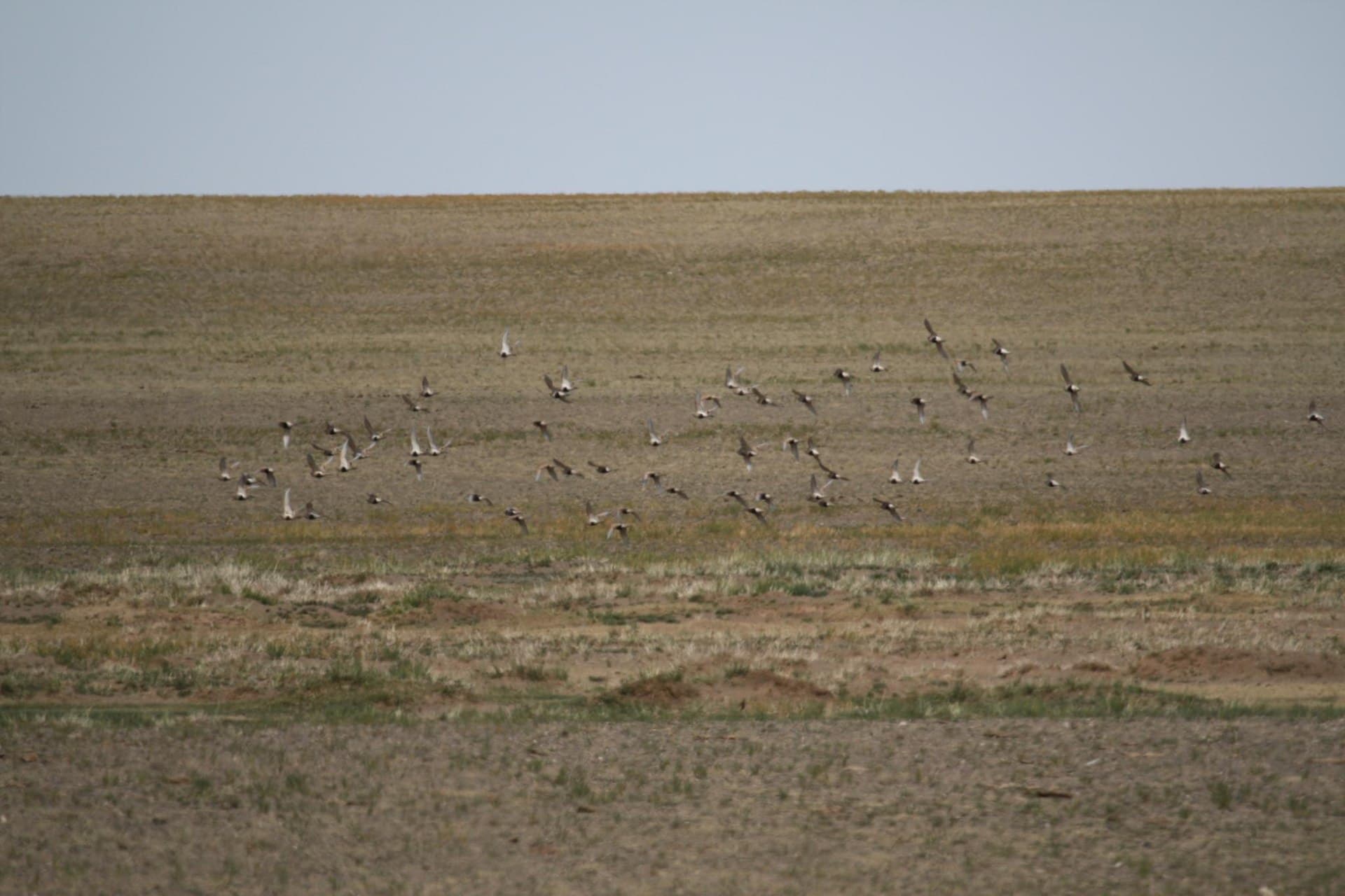 Steppehoen (Syrrhaptes paradoxus) - Pallas's Sandgrouse (5001754492)