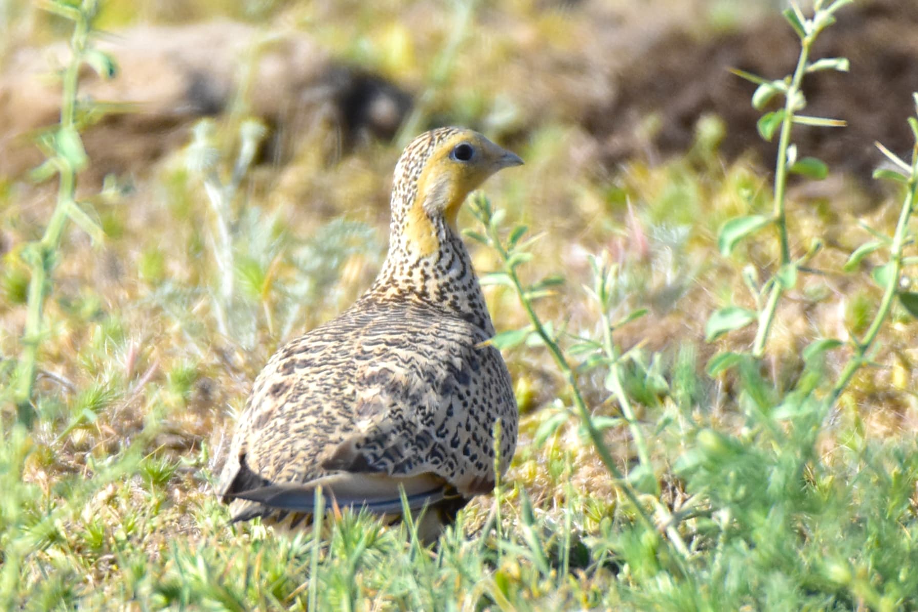 Steppehoen (Syrrhaptes paradoxus) - Syrrhaptes paradoxus 208164202