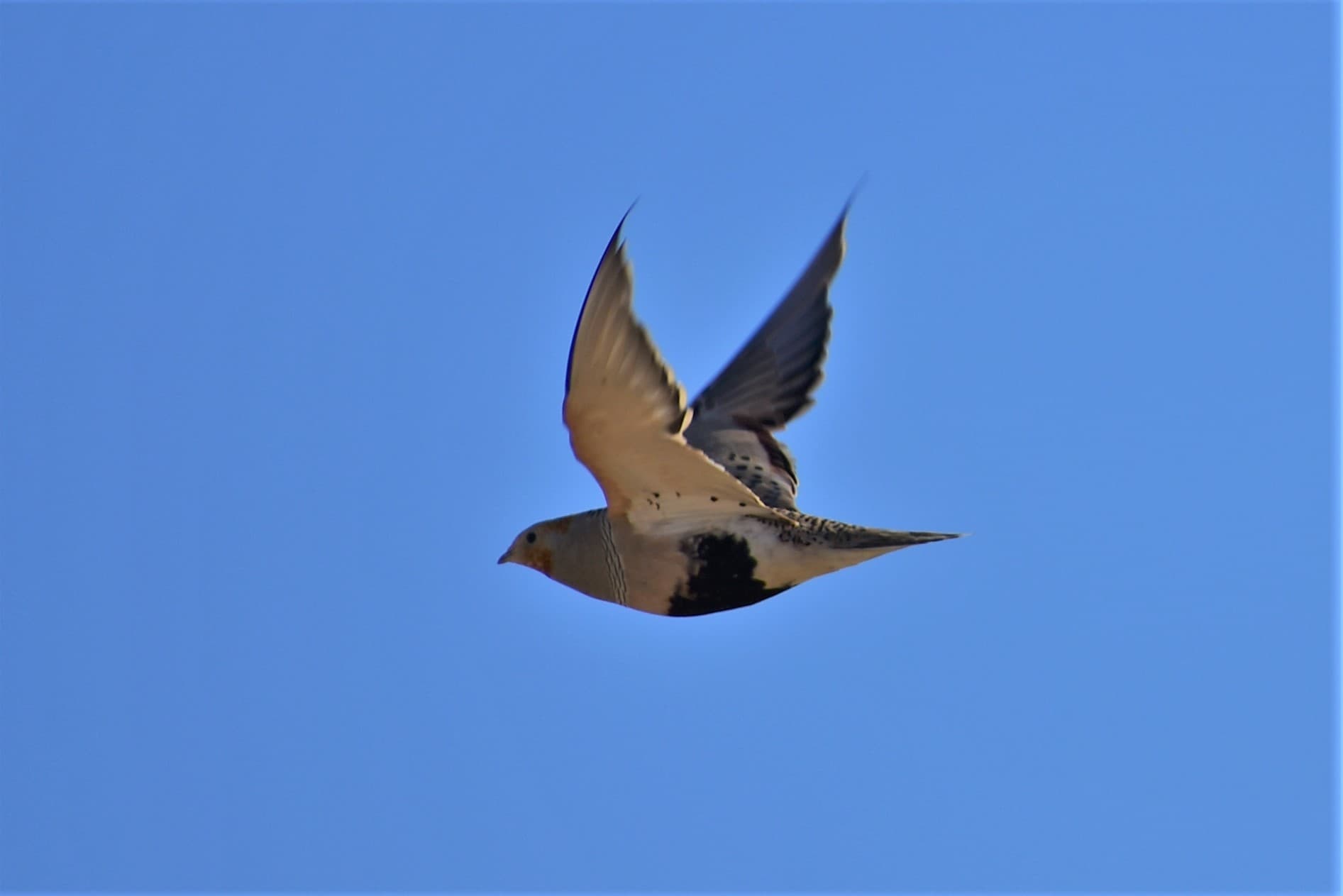Steppehoen (Syrrhaptes paradoxus) - Syrrhaptes paradoxus 160906591